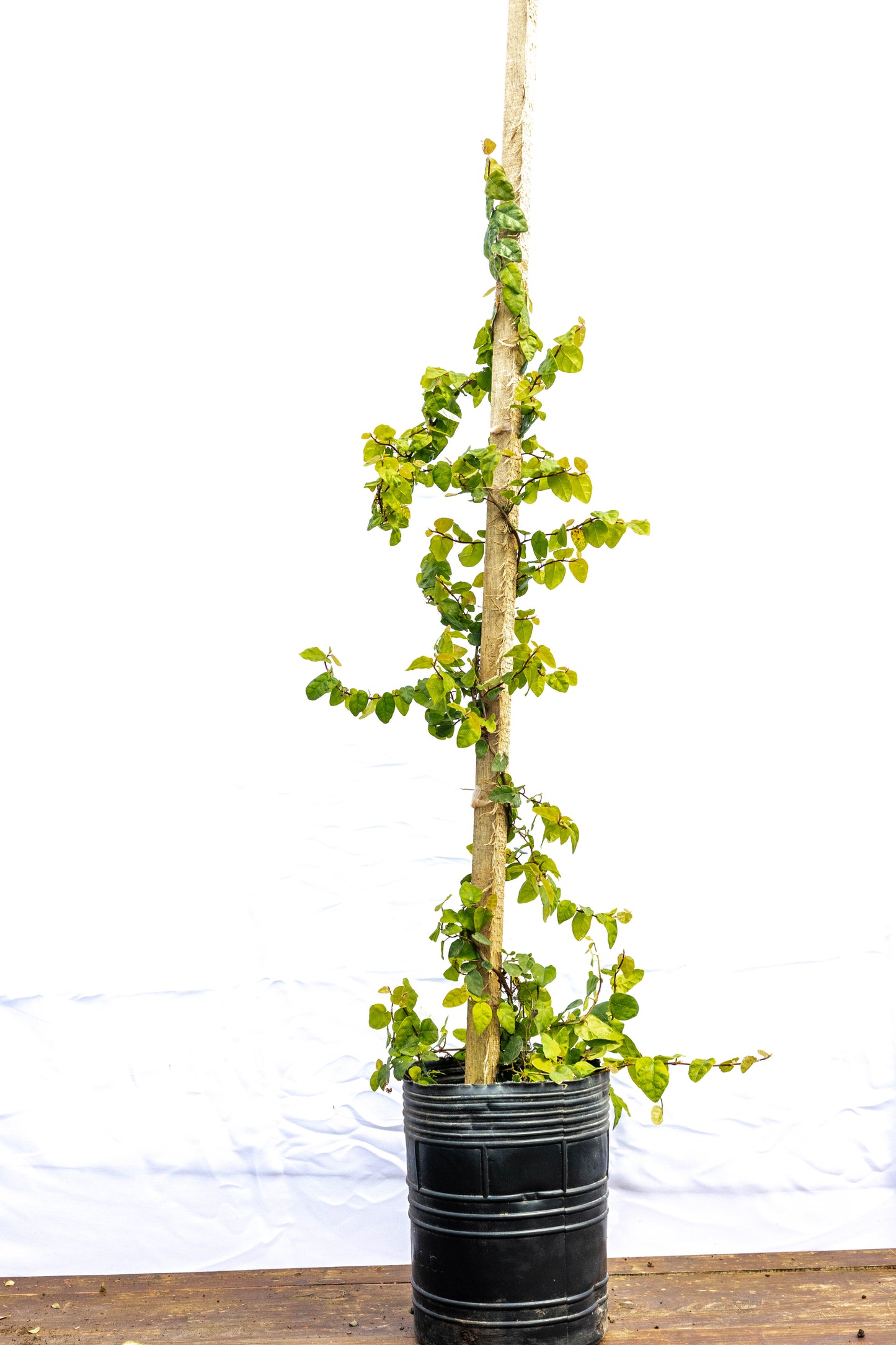 Ficus Trepadora - Trepadoras en oferta especial