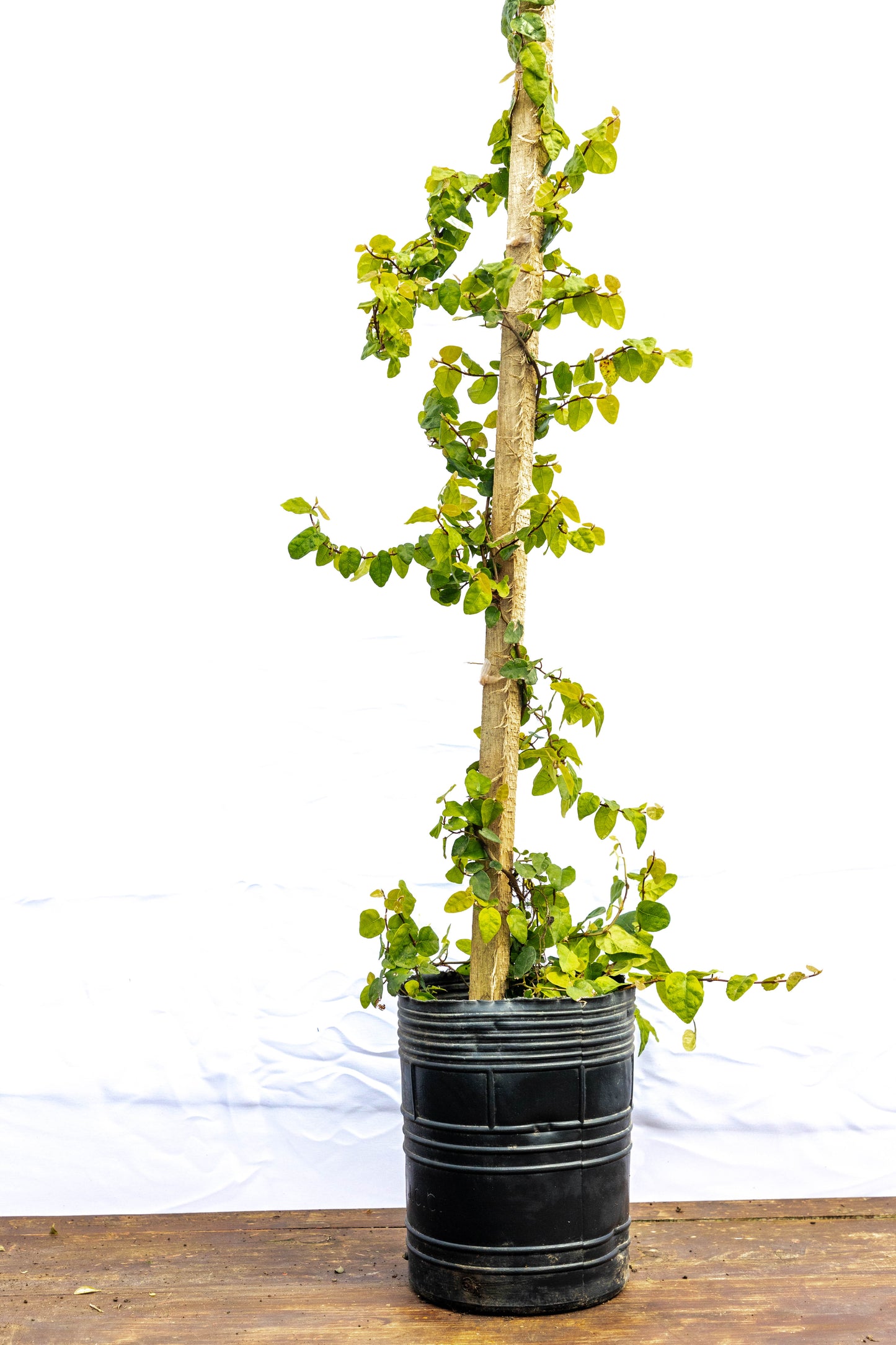 Ficus Trepadora - Trepadoras en oferta especial