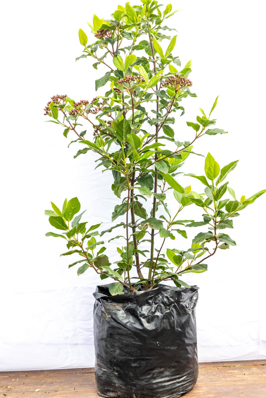 Viburnum TINUS - Planta ornamental en promoción