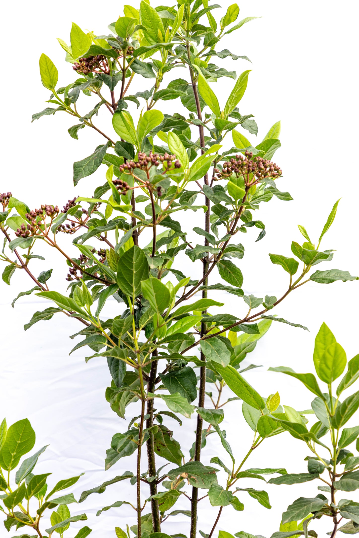 Viburnum TINUS - Planta ornamental en promoción