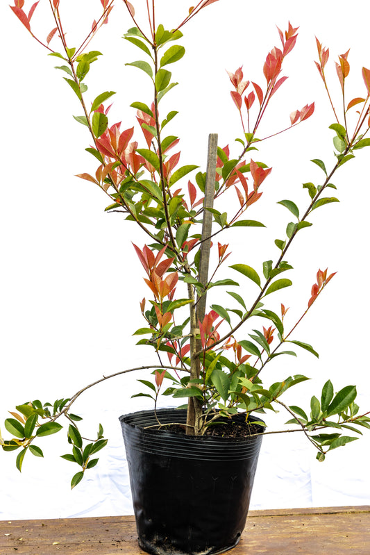 Photinia x fraseri - Interior en promoción especial