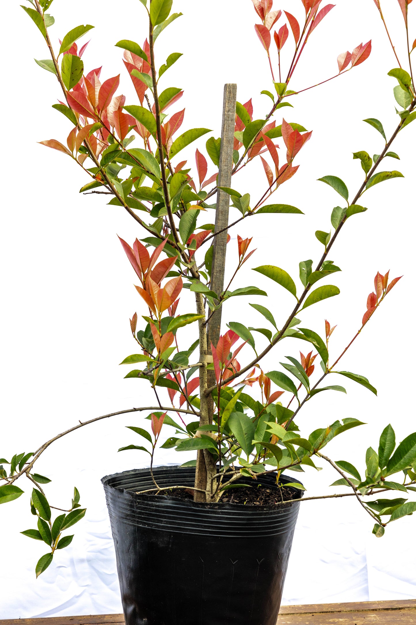 Photinia x fraseri - Interior en promoción especial