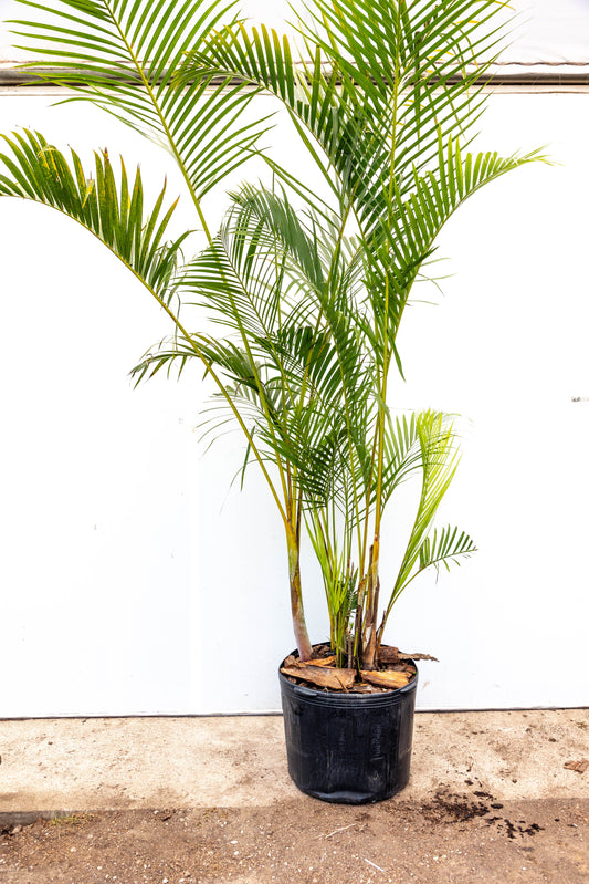 Palma Areca p50 - Tropical en oferta especial