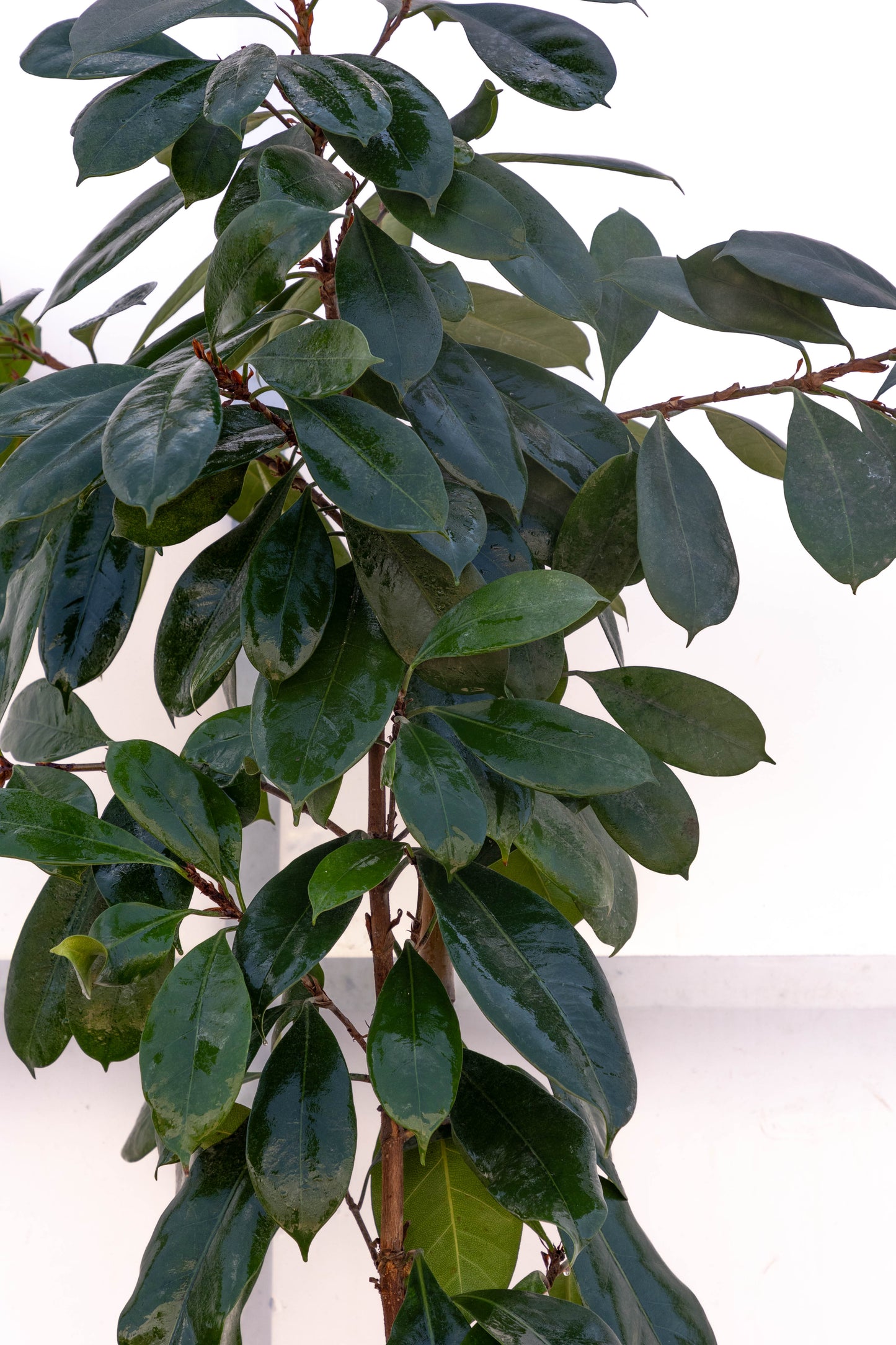 Ficus CYATH - Planta de interior en promoción