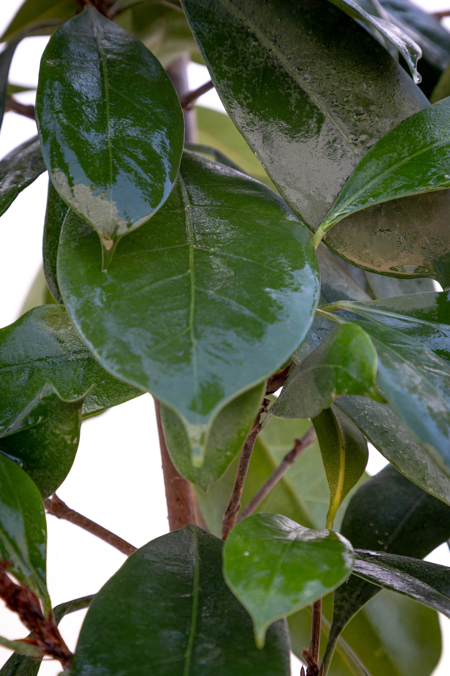 Ficus CYATH - Planta de interior en promoción