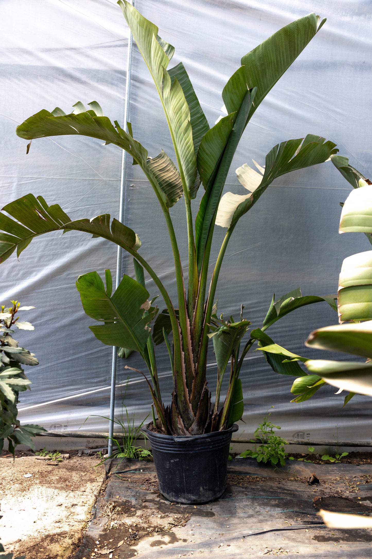 Strelitzia Nicolai - Planta exótica en promoción