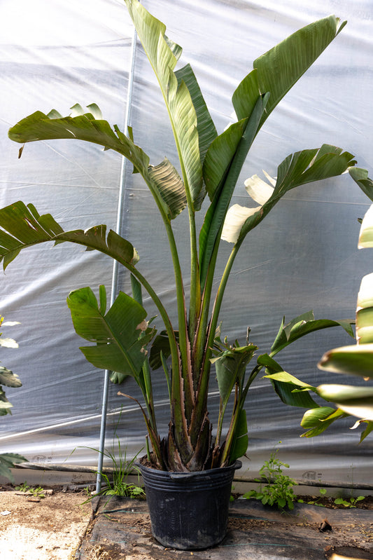 Strelitzia Nicolai - Planta exótica en promoción