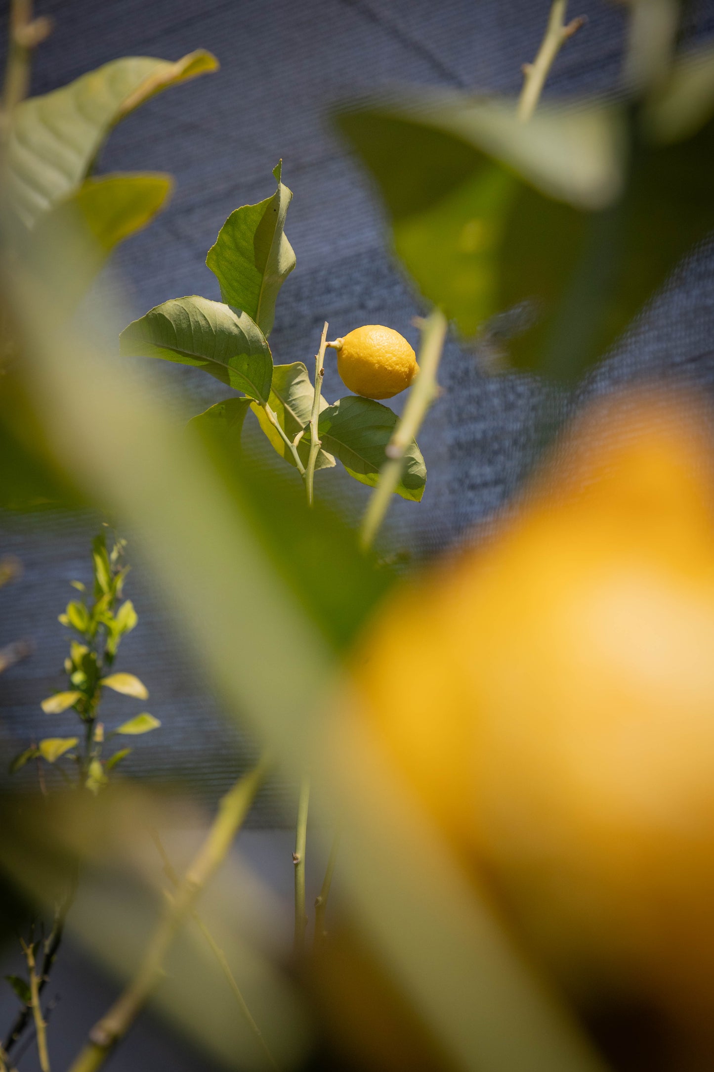 limonero - Frutas frescas en oferta