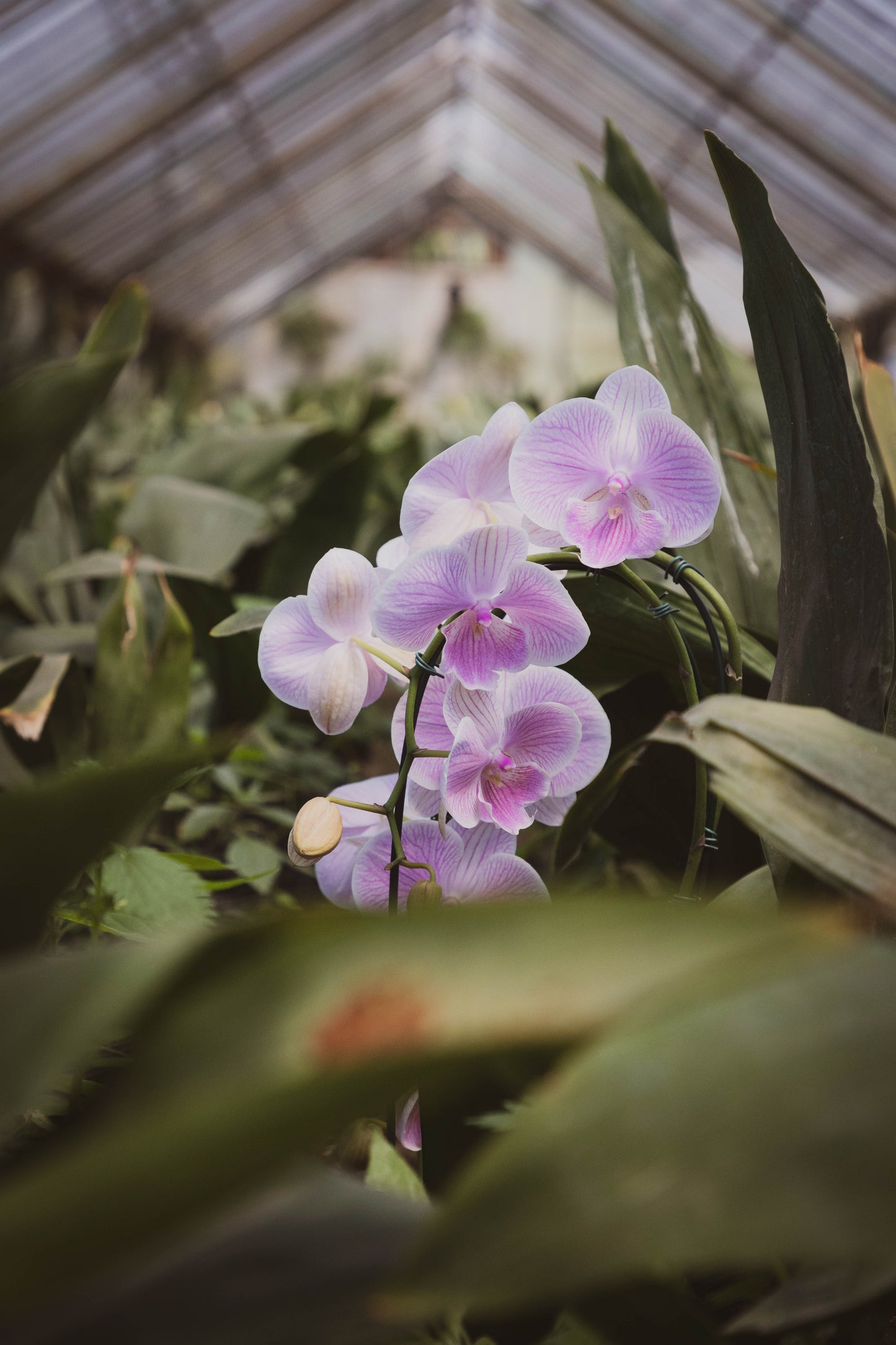 Orquídea Phalaenopsis - Elegancia y fragancia