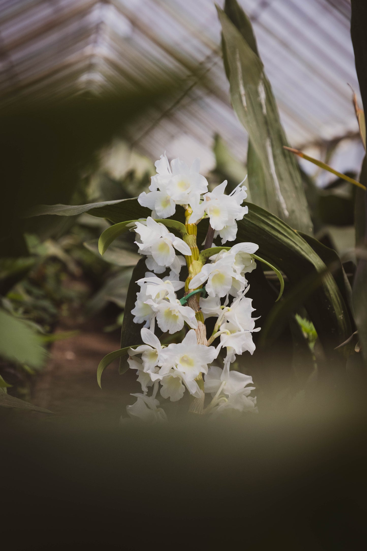 Orquídea dendrobium - Exótica en oferta