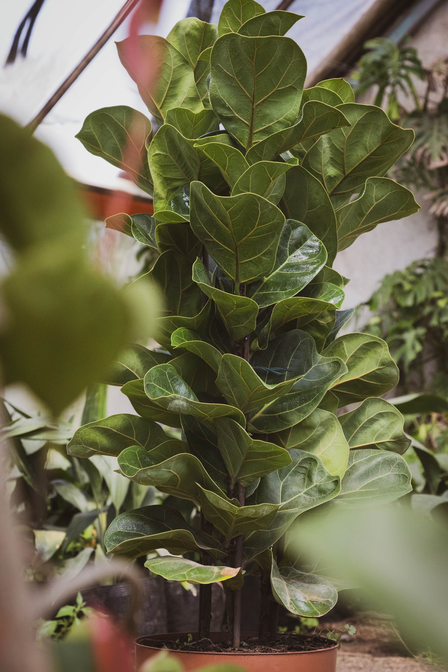 Ficus Lyrata Triple Planta Decorativa Elegante