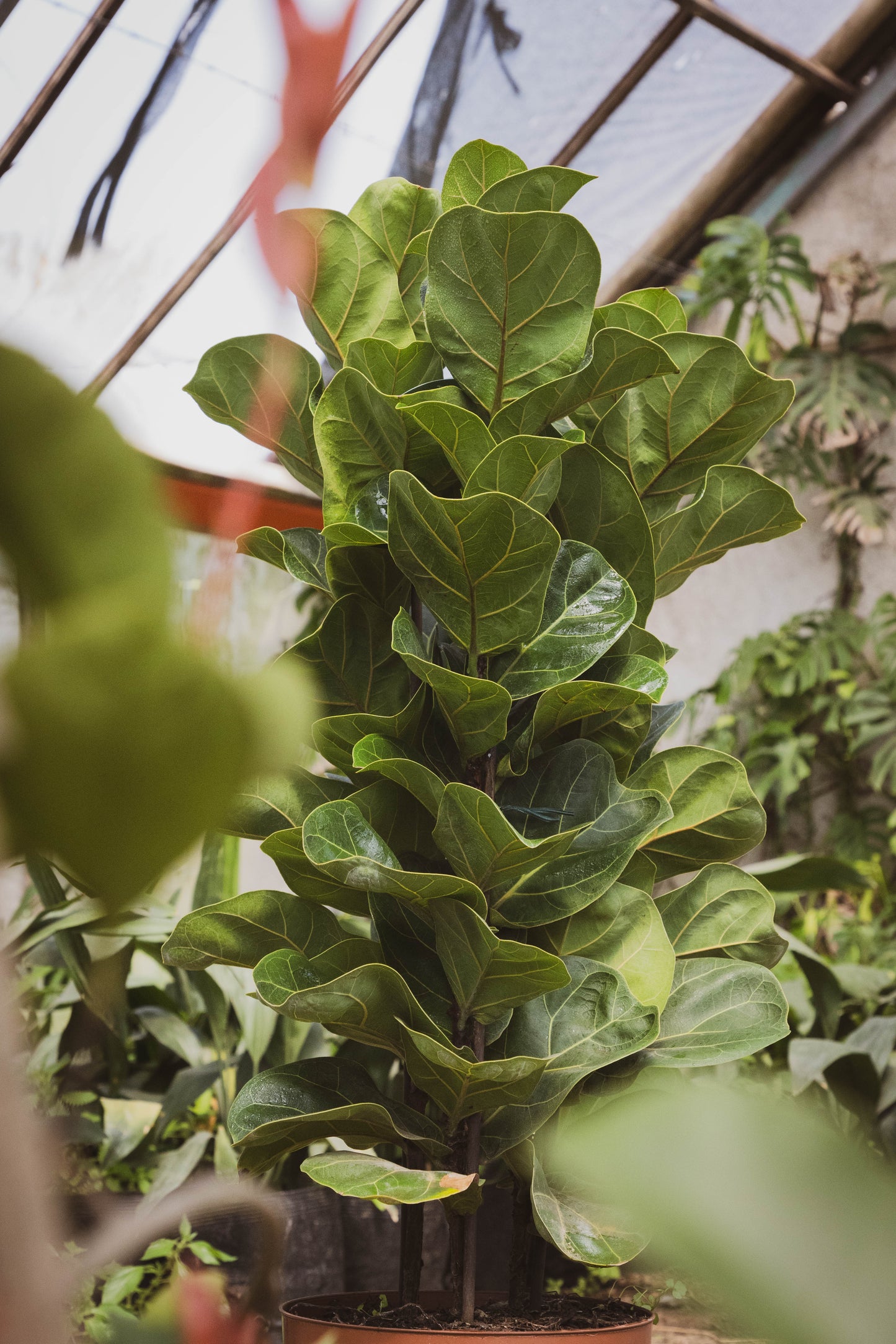 Ficus Lyrata Triple Planta Decorativa Elegante