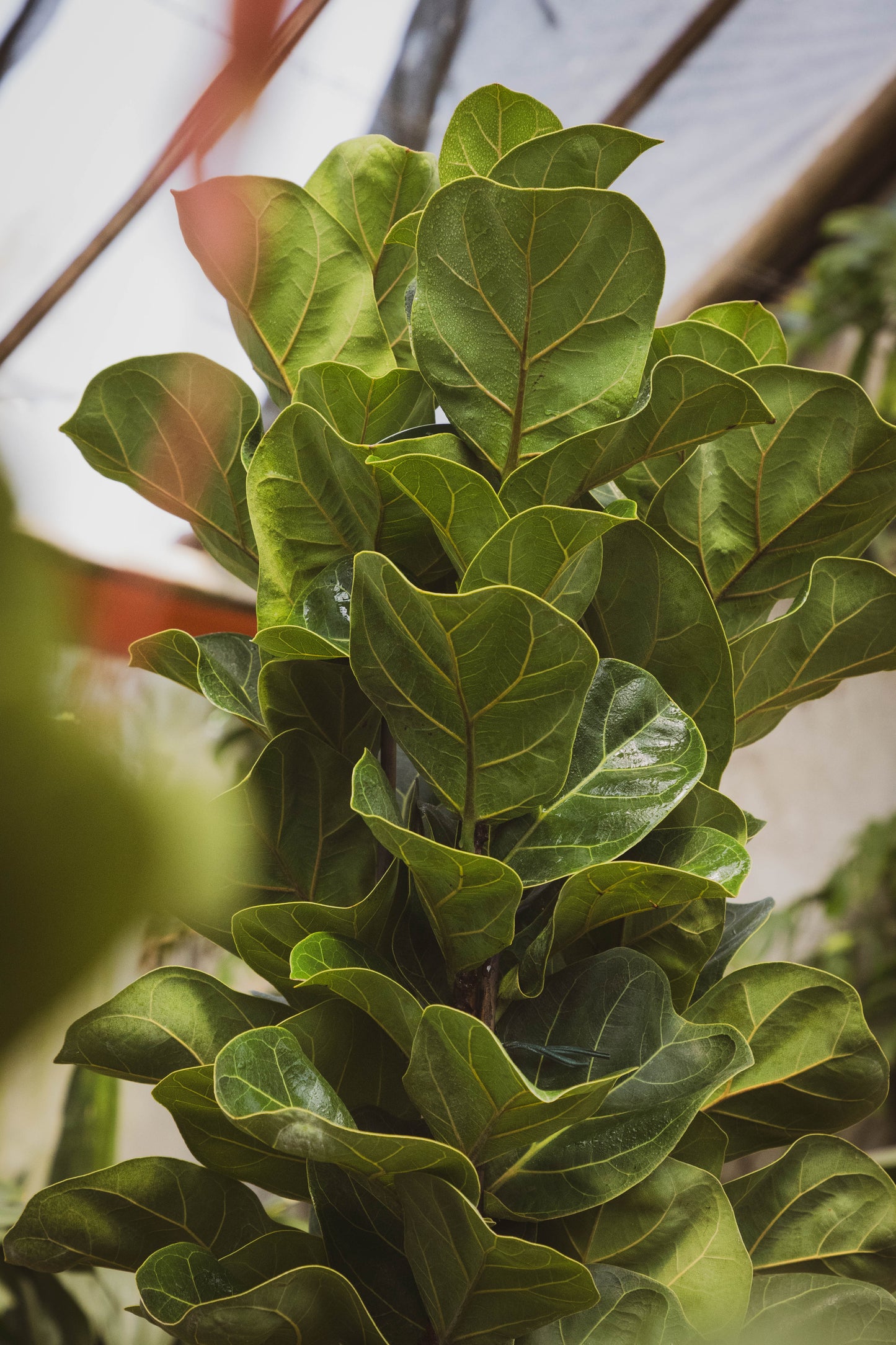 Ficus Lyrata Triple Planta Decorativa Elegante