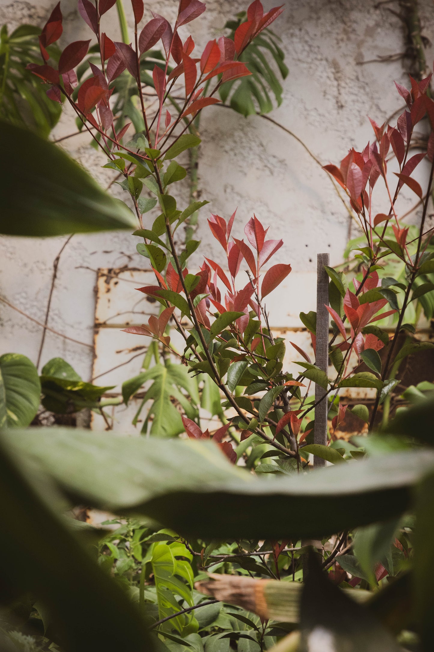 Photinia x fraseri - Interior en promoción especial