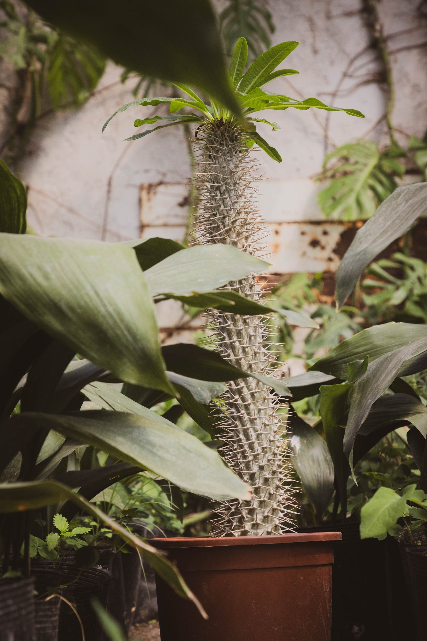 Palmera De Madagascar Planta Exótica