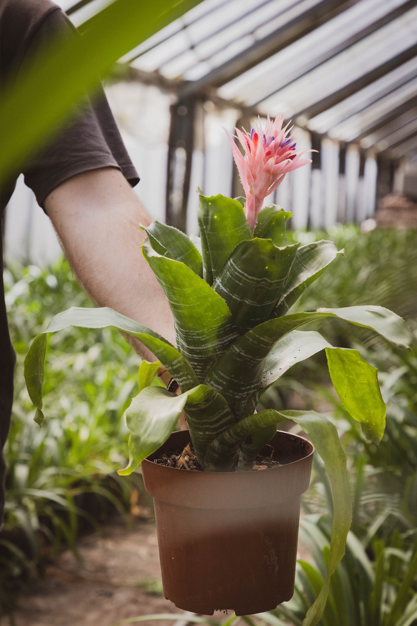 Bromelia Guzmania - Colores vivos, oferta limitada