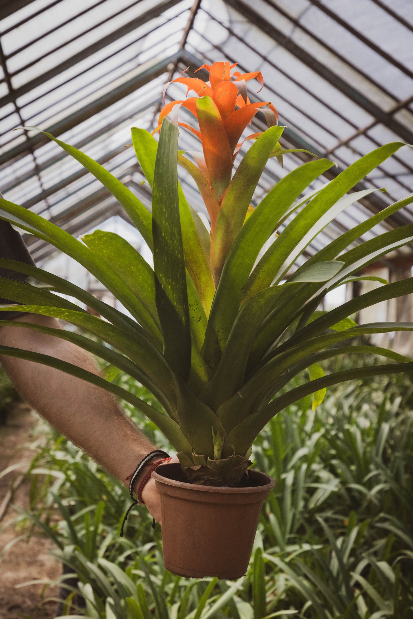 Bromelia Guzmania - Colores vivos, oferta limitada