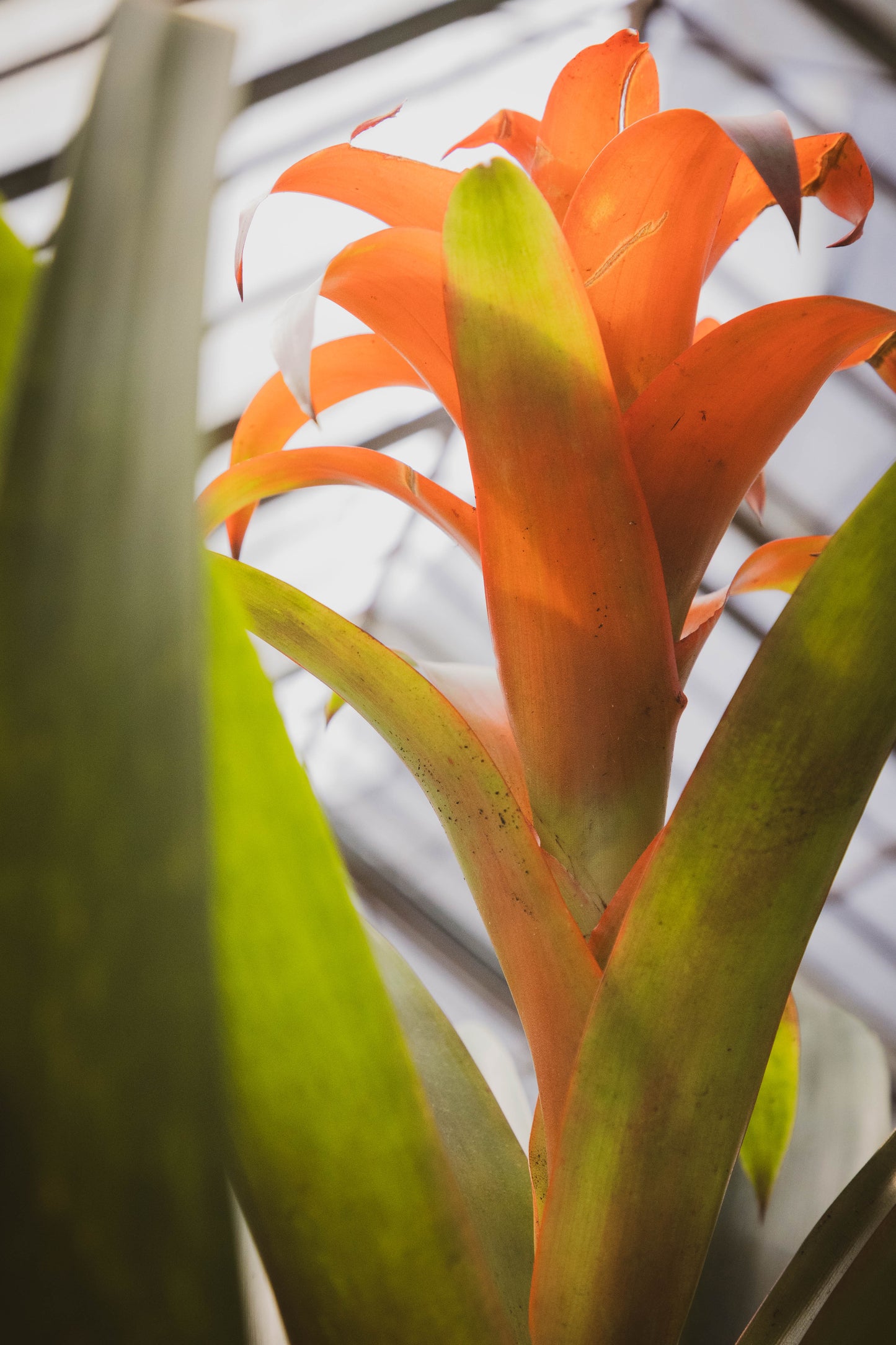 Bromelia Guzmania - Colores vivos, oferta limitada