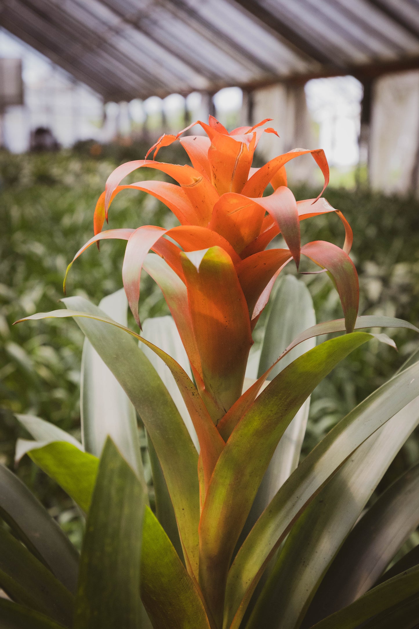 Bromelia Guzmania - Colores vivos, oferta limitada