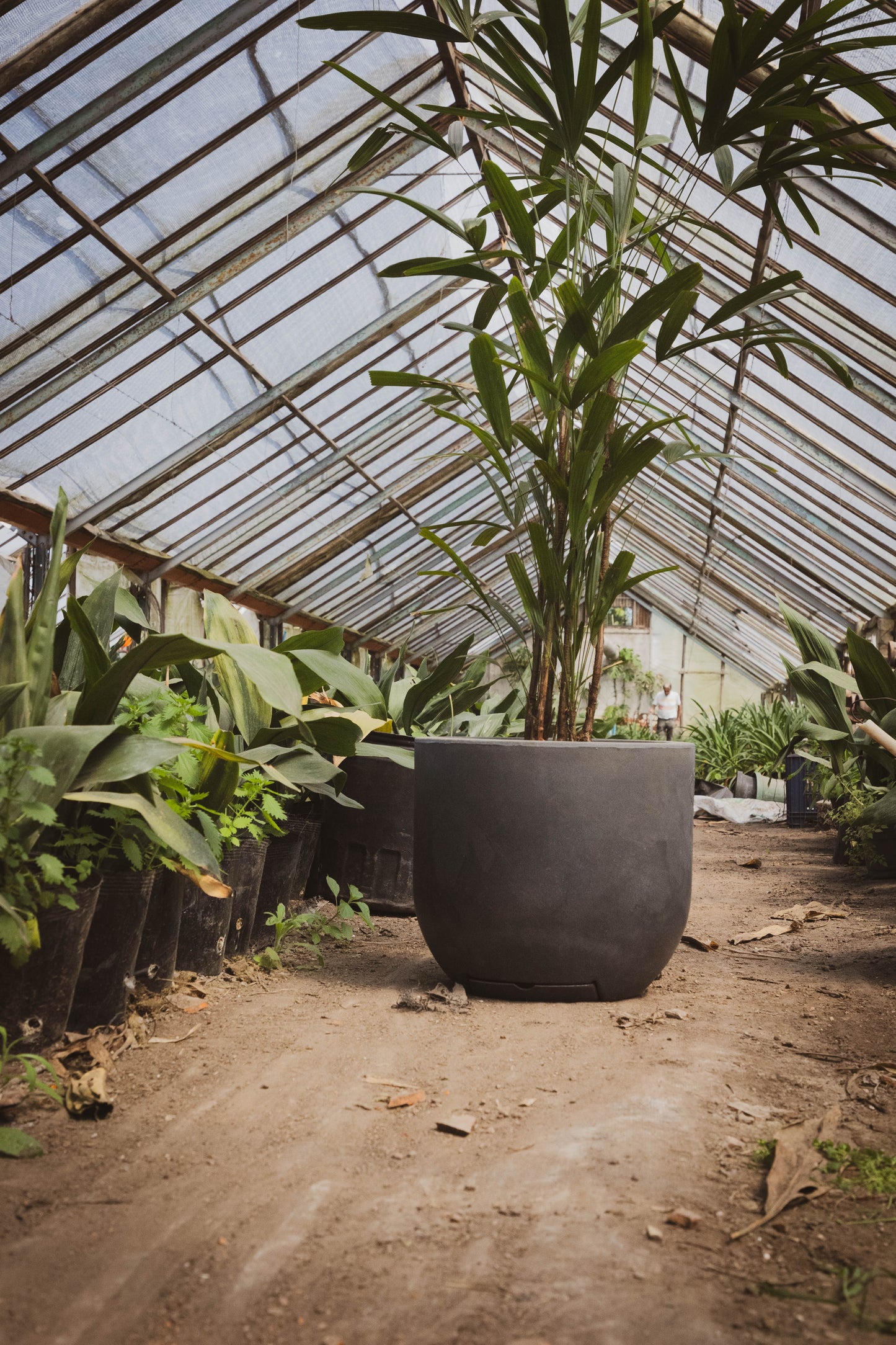 palmera Raphis - Elegancia tropical para interiores