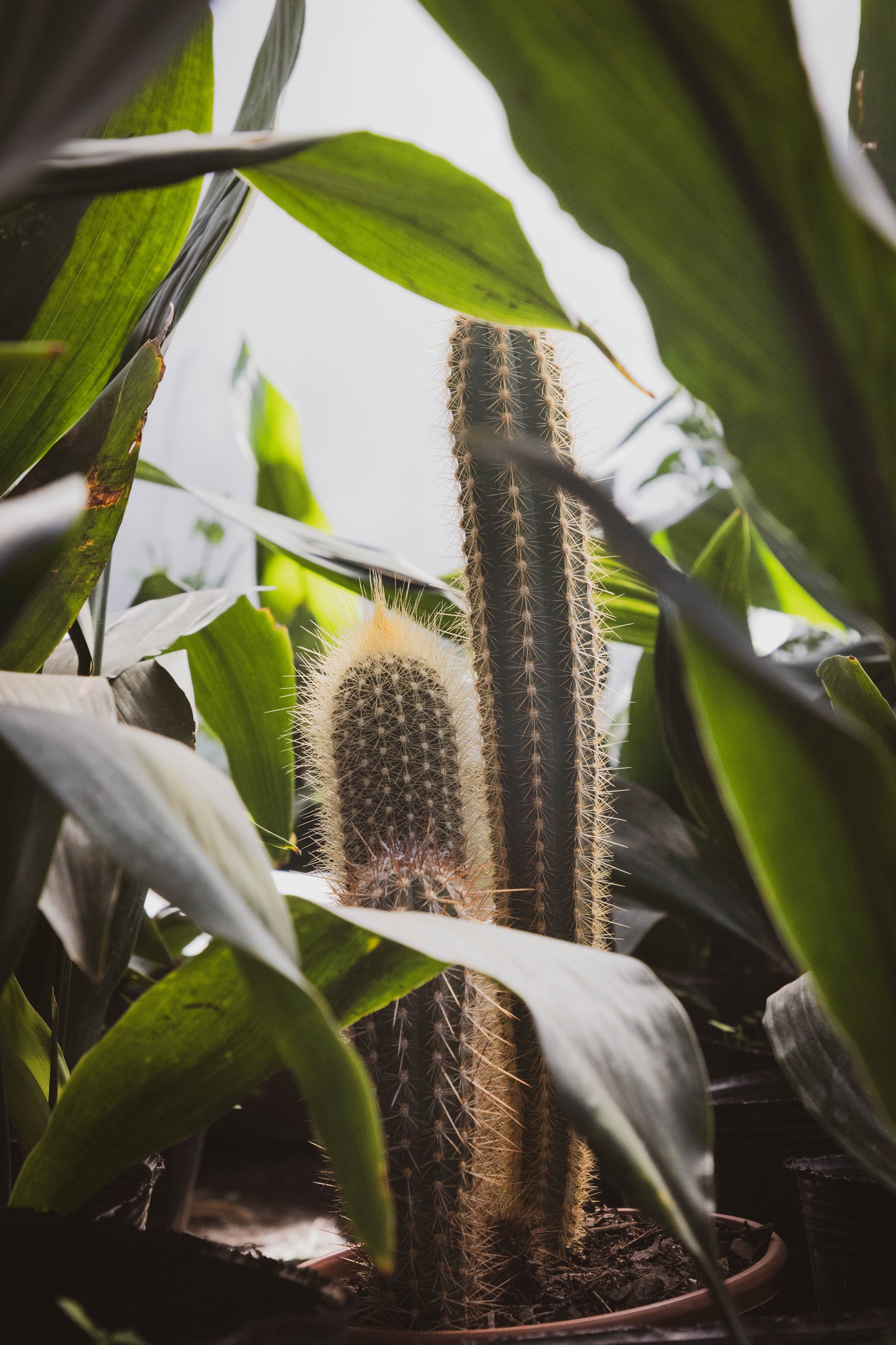 Cactus Desierto Vivo Planta Fácil Mantenimiento