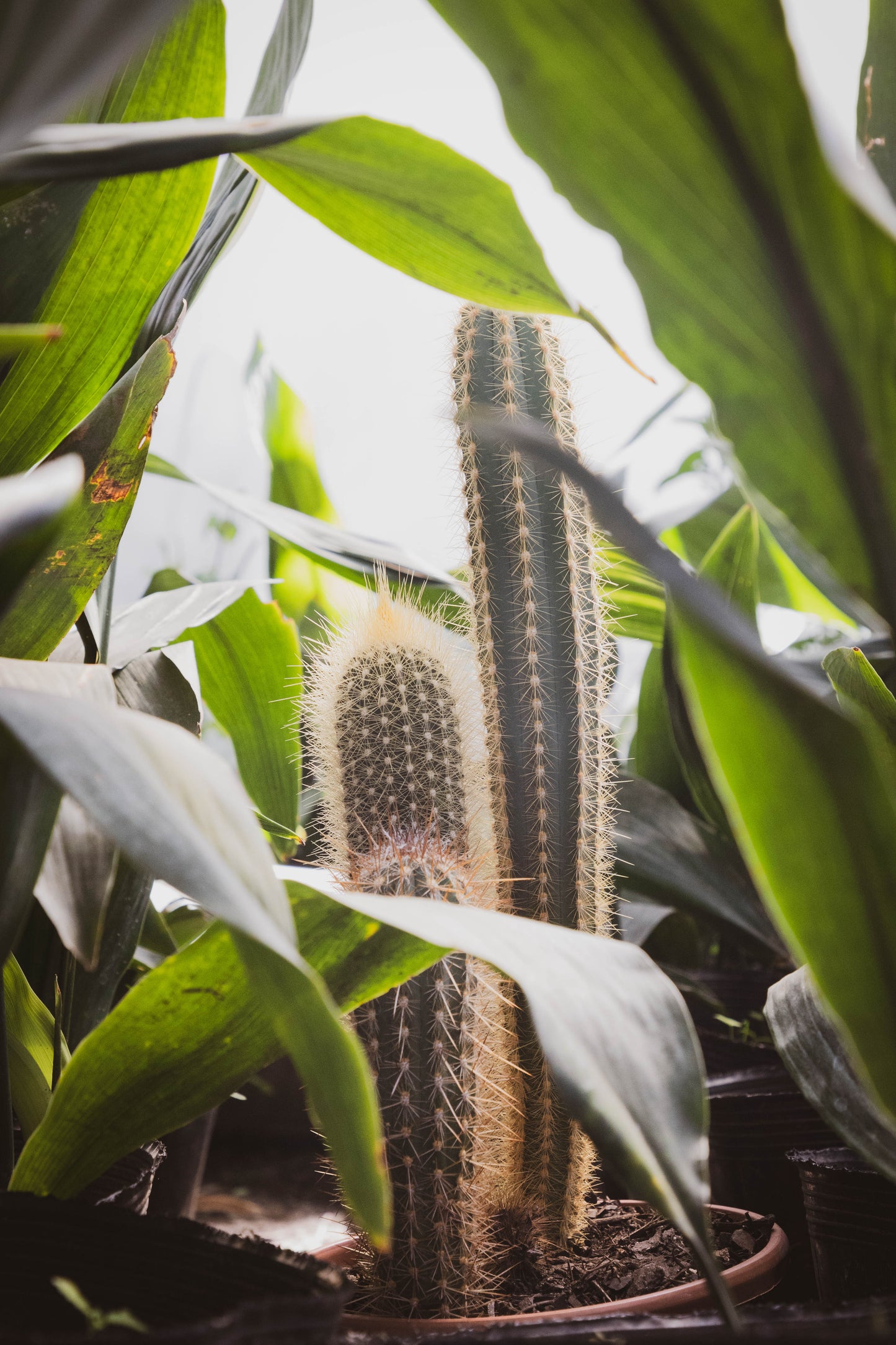 Cactus Desierto Vivo Planta Fácil Mantenimiento