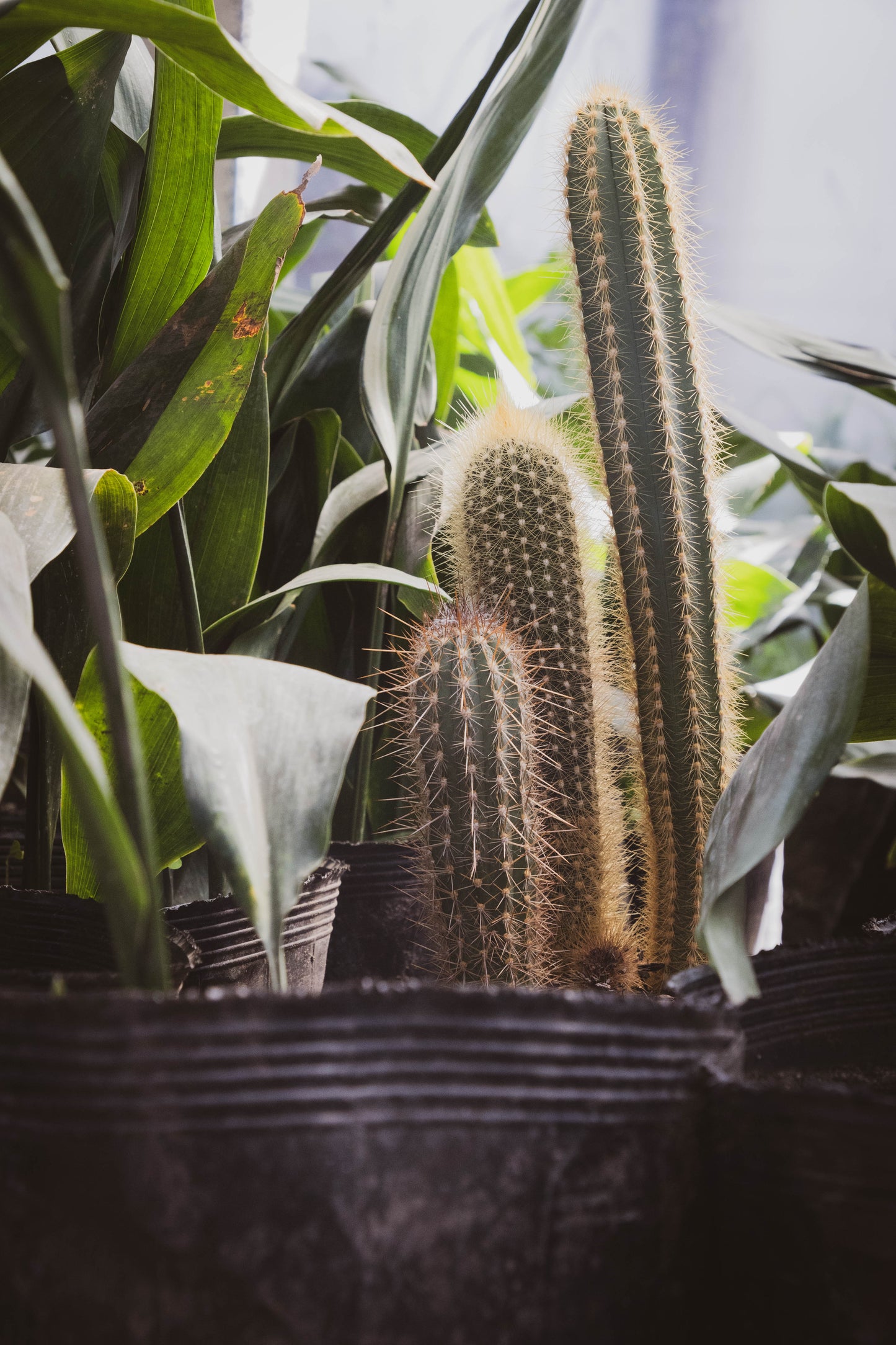 Cactus Desierto Vivo Planta Fácil Mantenimiento