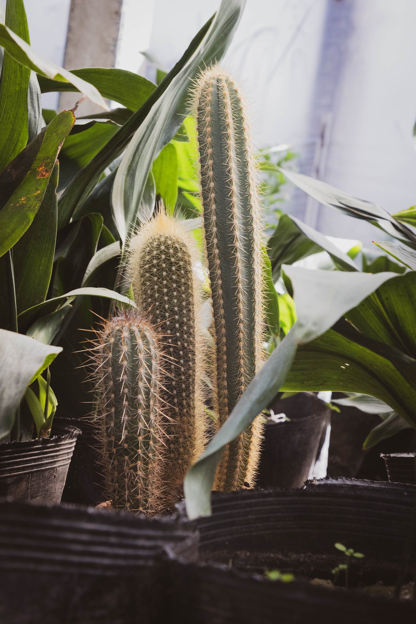 Cactus Desierto Vivo Planta Fácil Mantenimiento