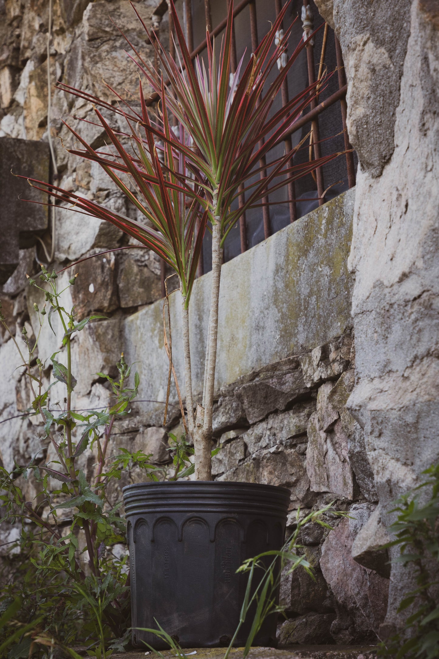 Dracena Tricolor Planta Decorativa Fácil Cuidado