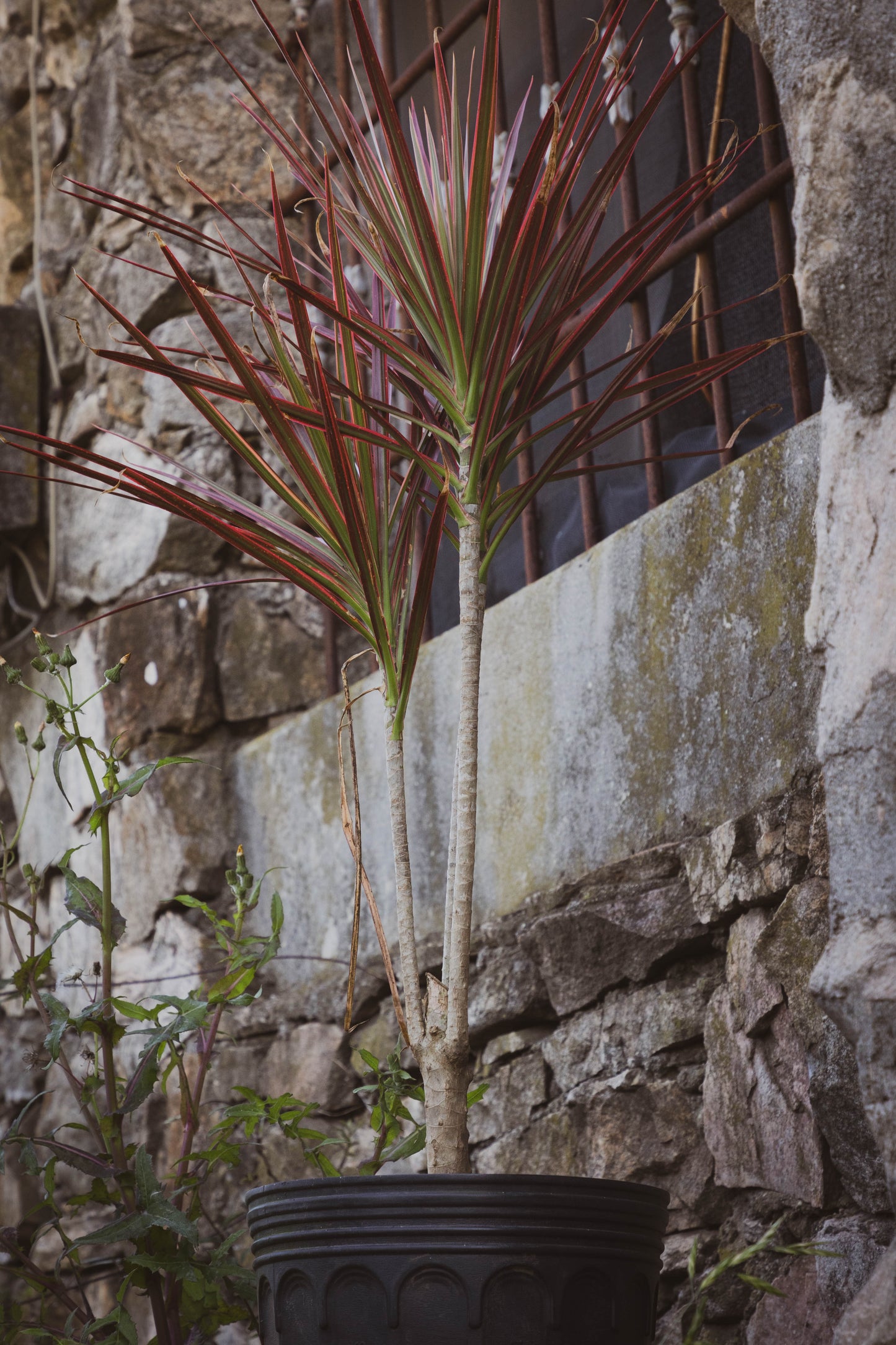 Dracena Tricolor Planta Decorativa Fácil Cuidado