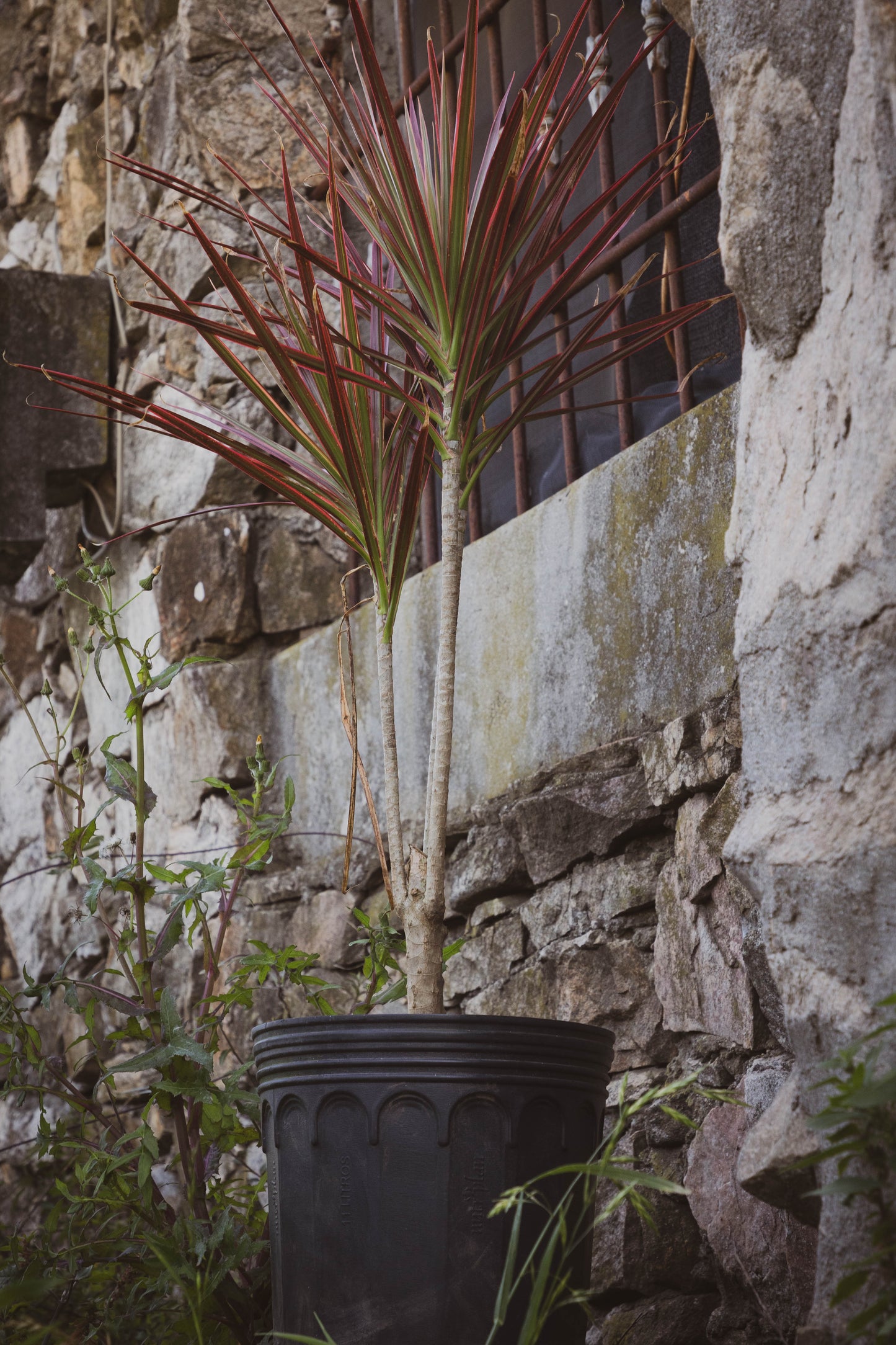 Dracena Tricolor Planta Decorativa Fácil Cuidado