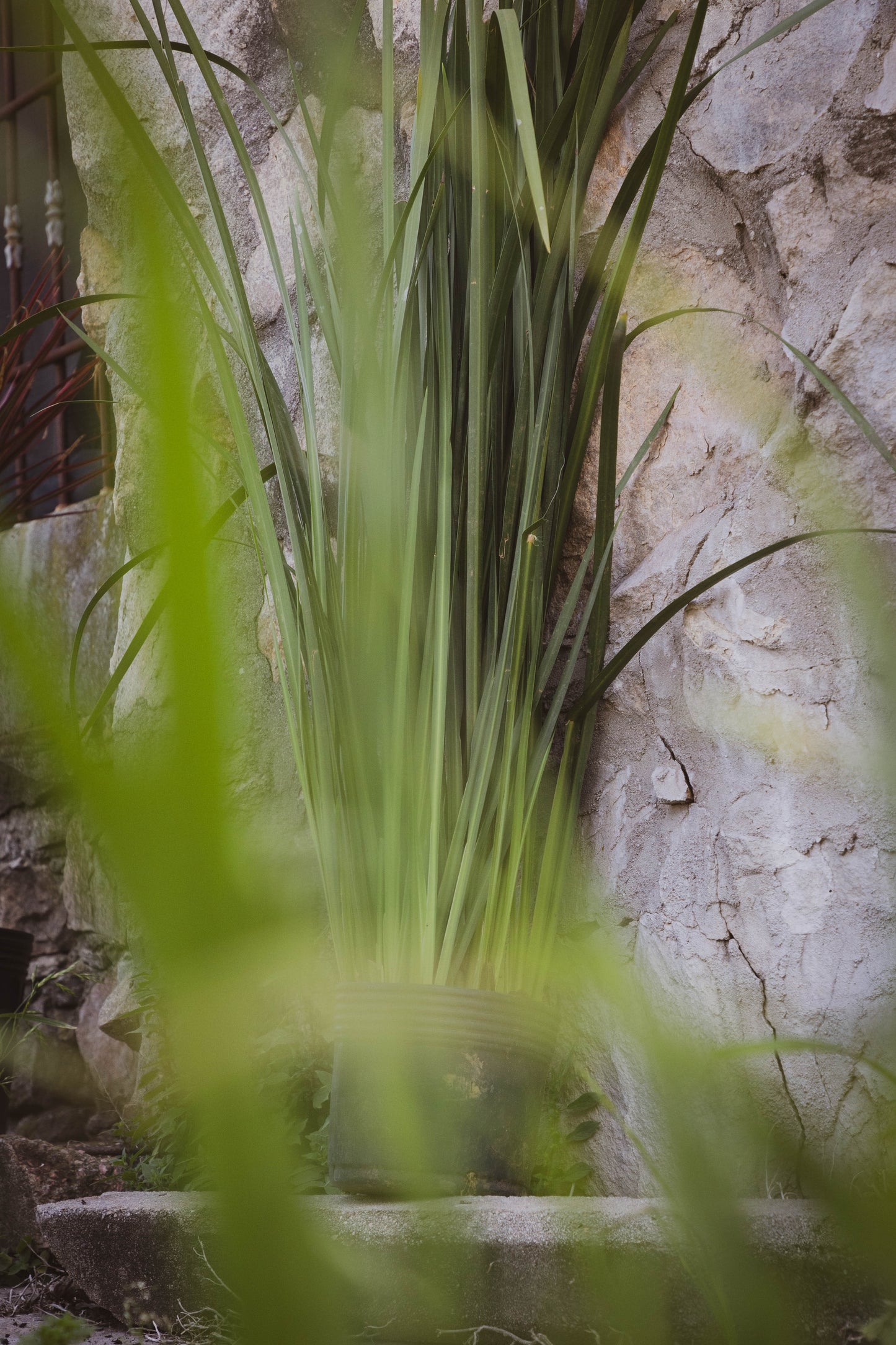 Dietes Más De 1m Planta Resistente