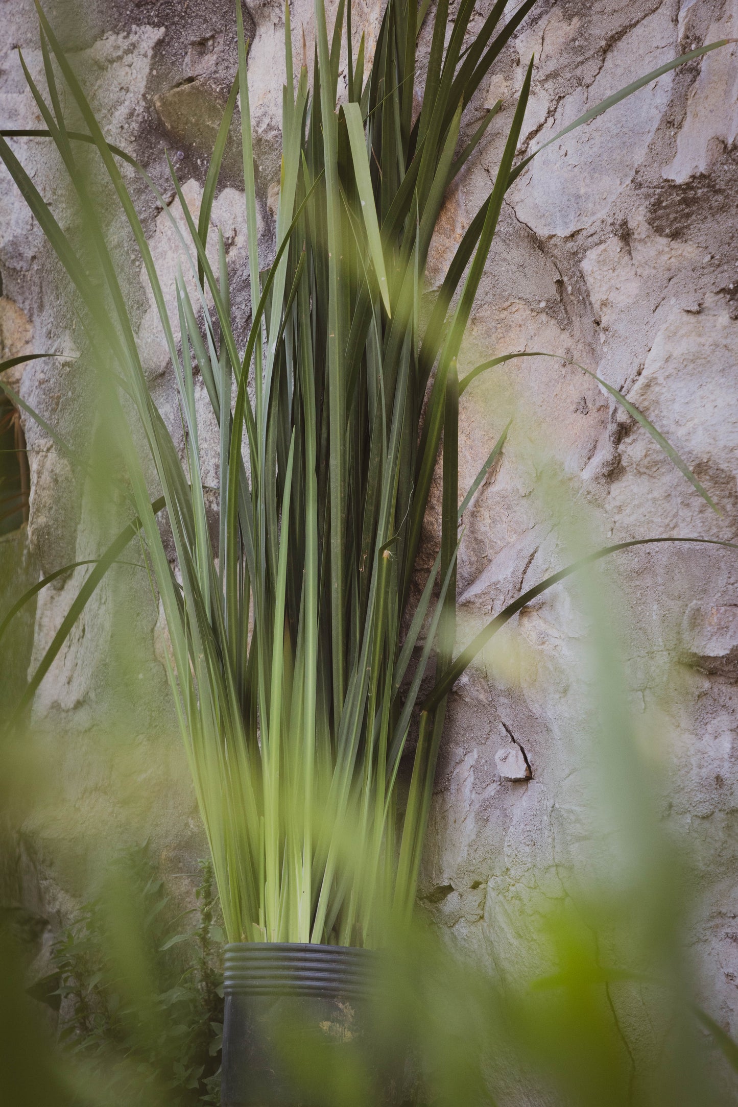 Dietes Más De 1m Planta Resistente