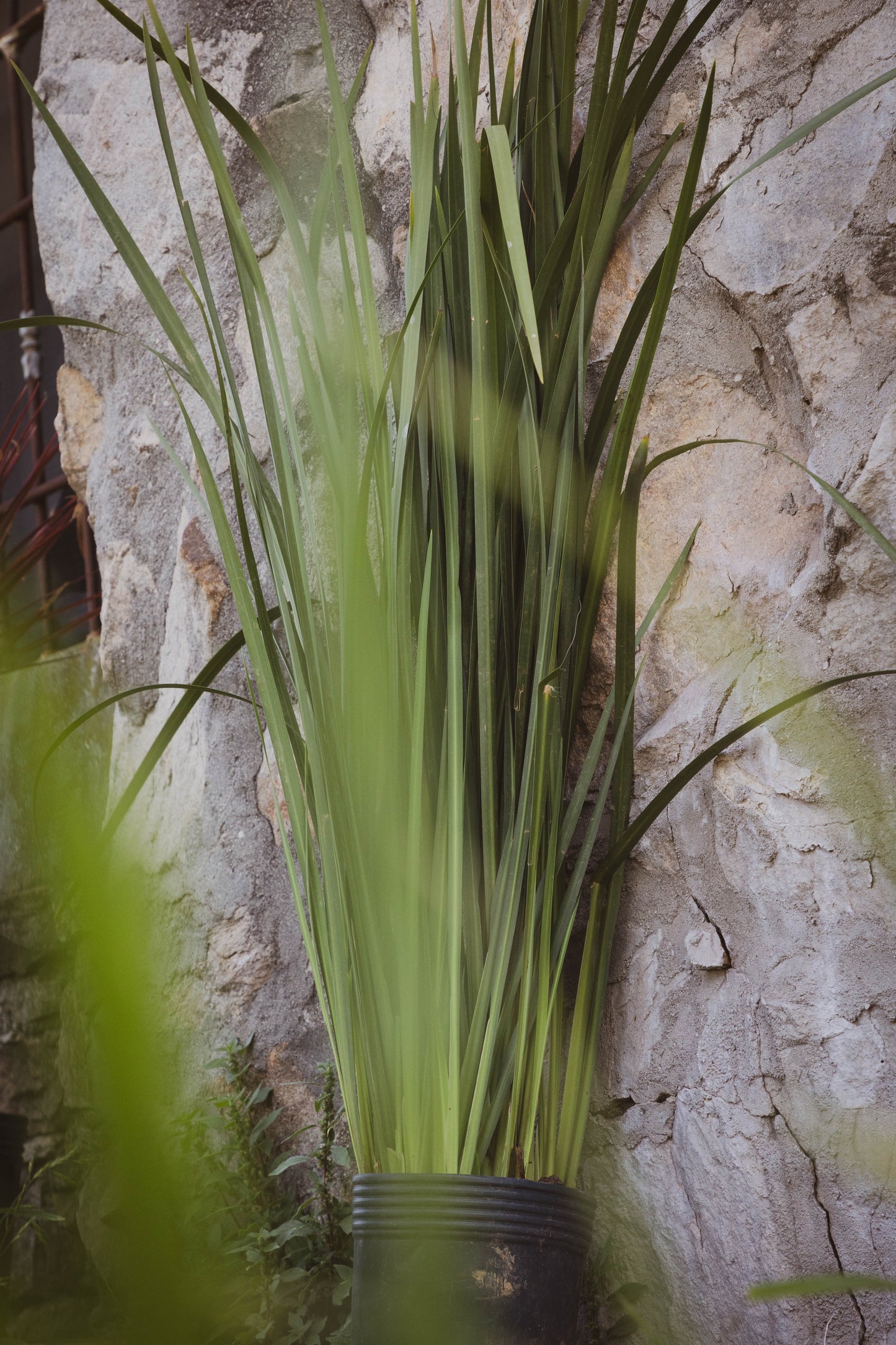 Dietes Más De 1m Planta Resistente