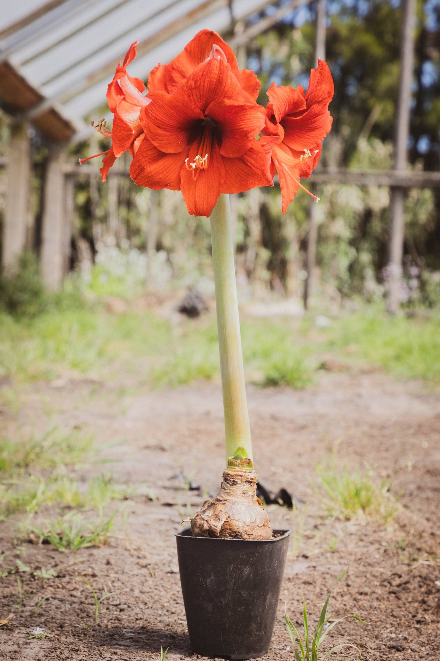 Amarillis - Flores hermosas, oferta especial