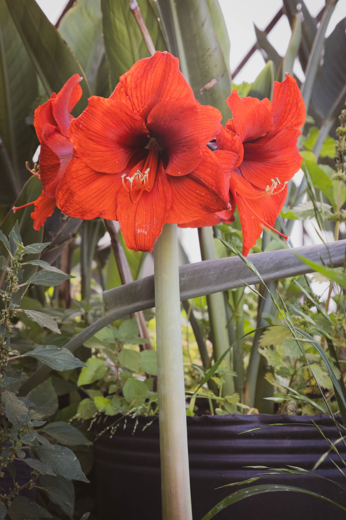 Amarillis - Flores hermosas, oferta especial