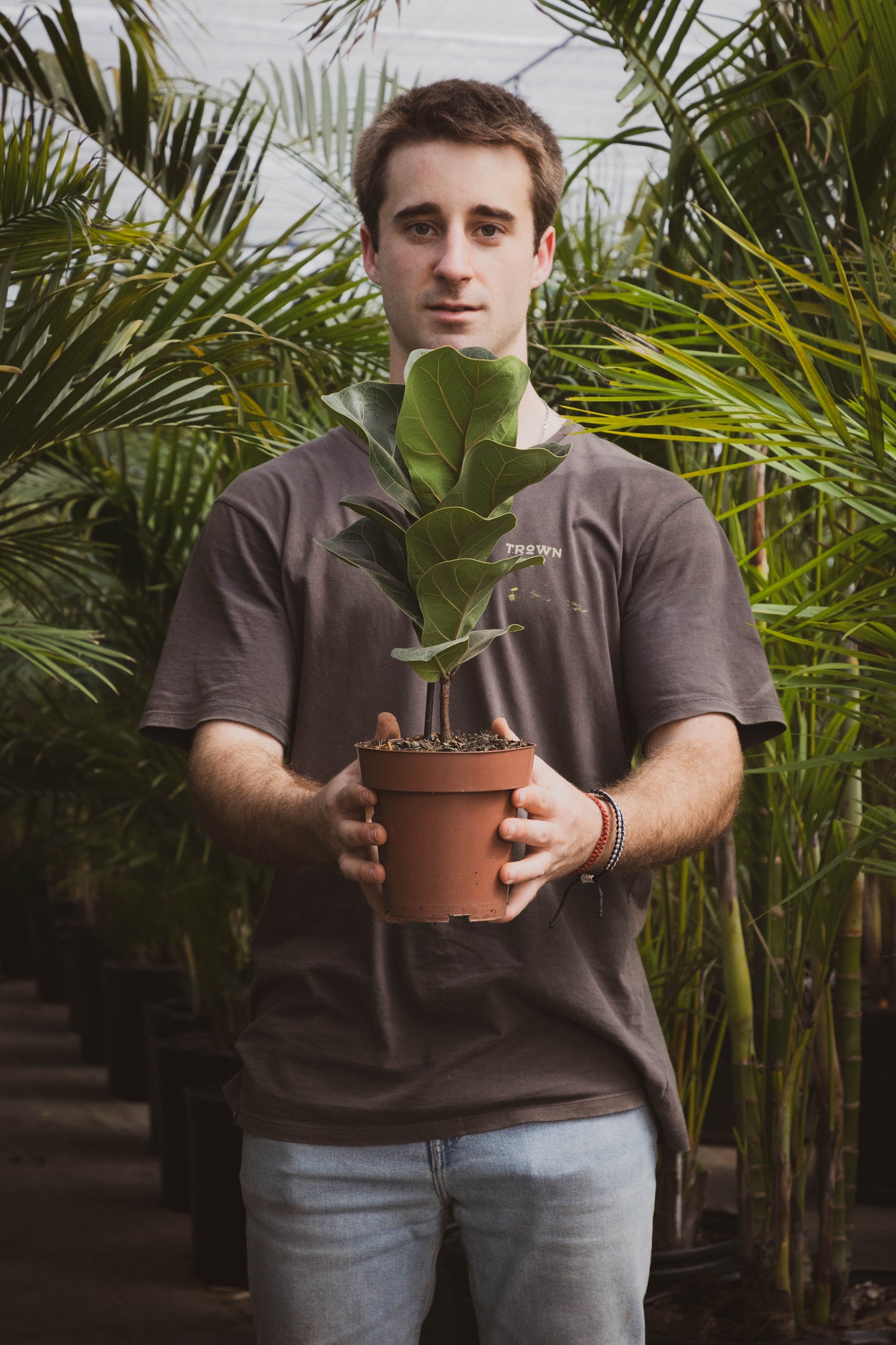 Ficus Lirata P15 Planta De Hojas Elegantes