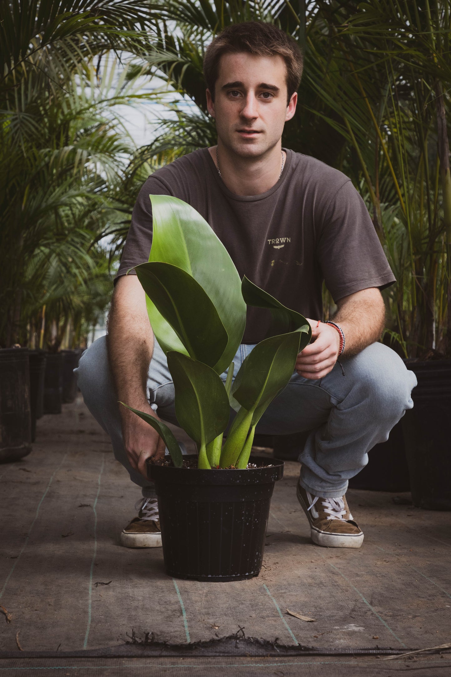 Philodendro Pacova Planta Tropical