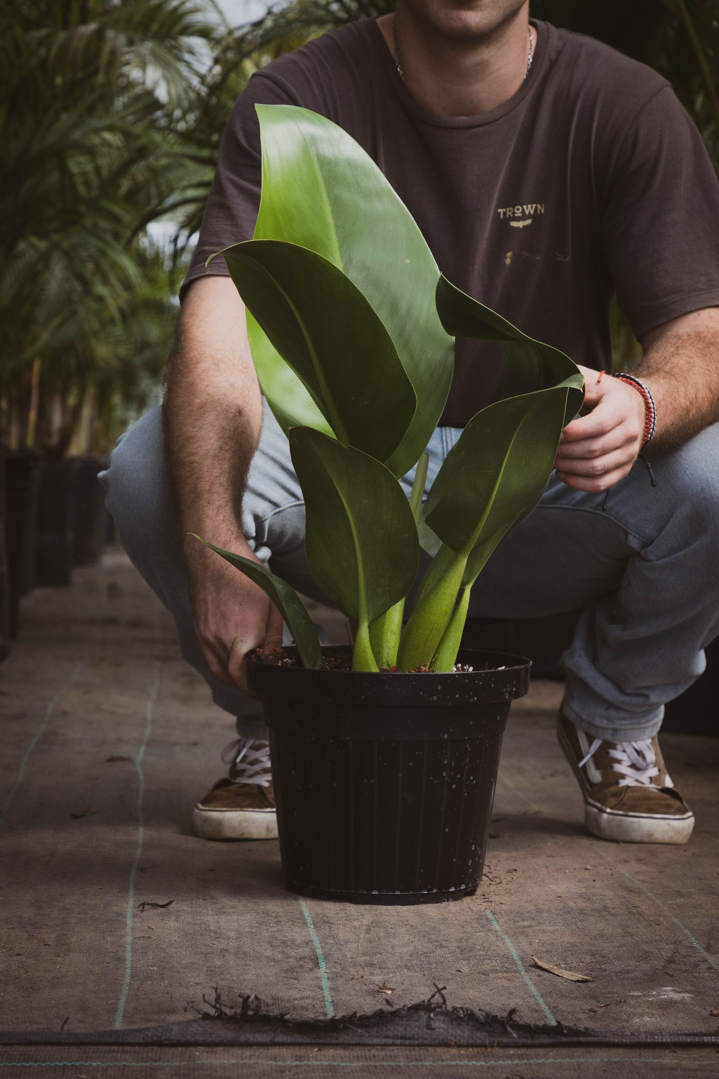 Philodendro Pacova Planta Tropical