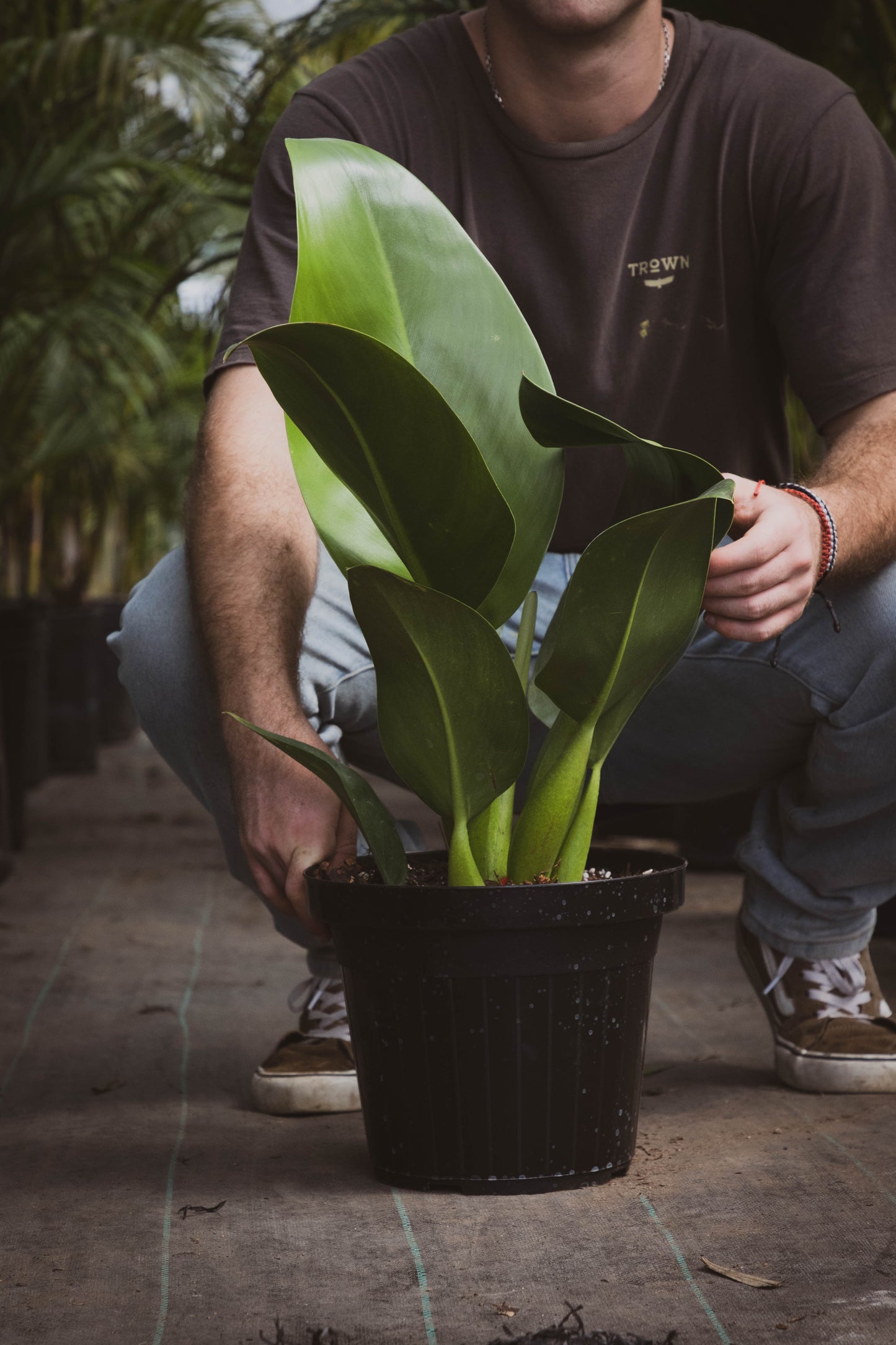 Philodendro Pacova Planta Tropical