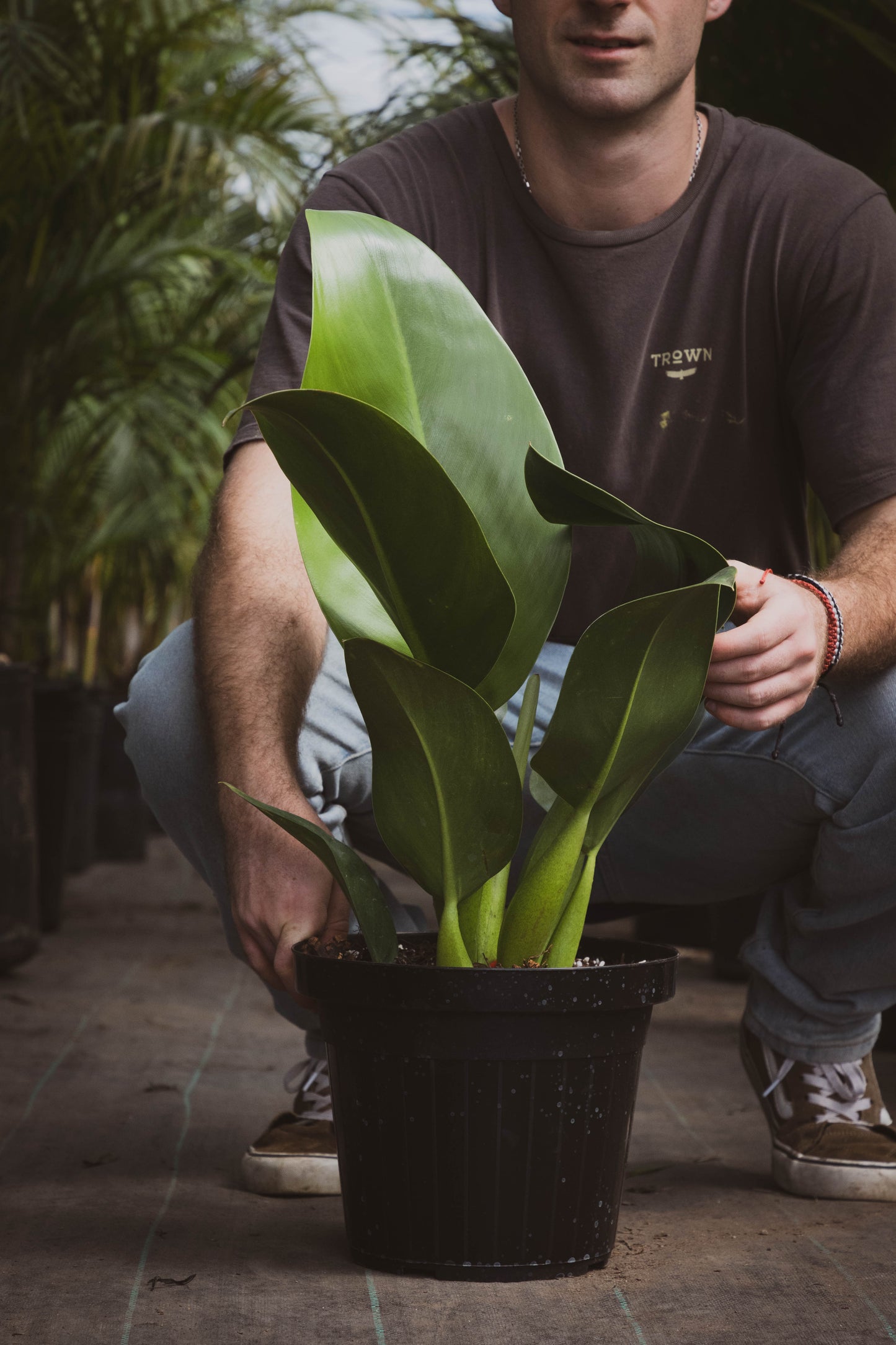 Philodendro Pacova Planta Tropical