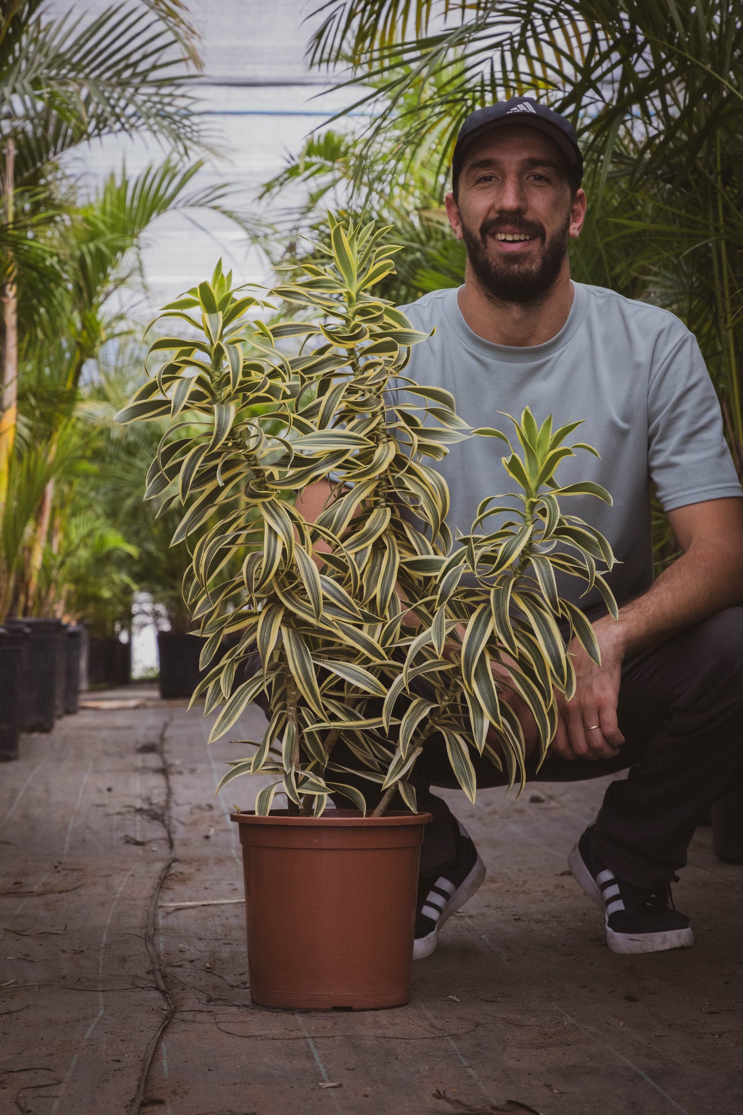 Dracaena PLEOMELE p24- Fácil de cuidar, oferta especial