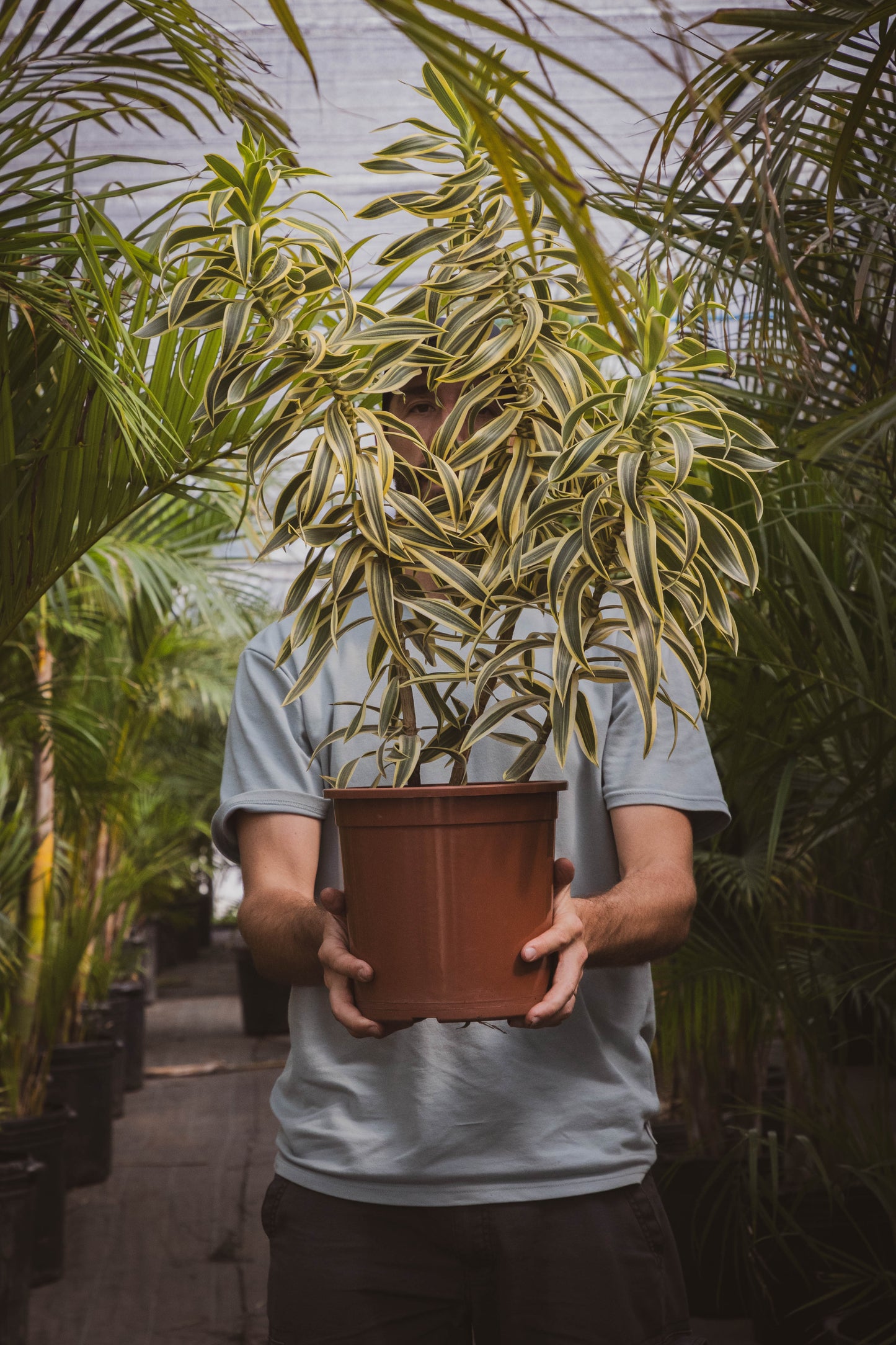 Dracaena PLEOMELE p24- Fácil de cuidar, oferta especial