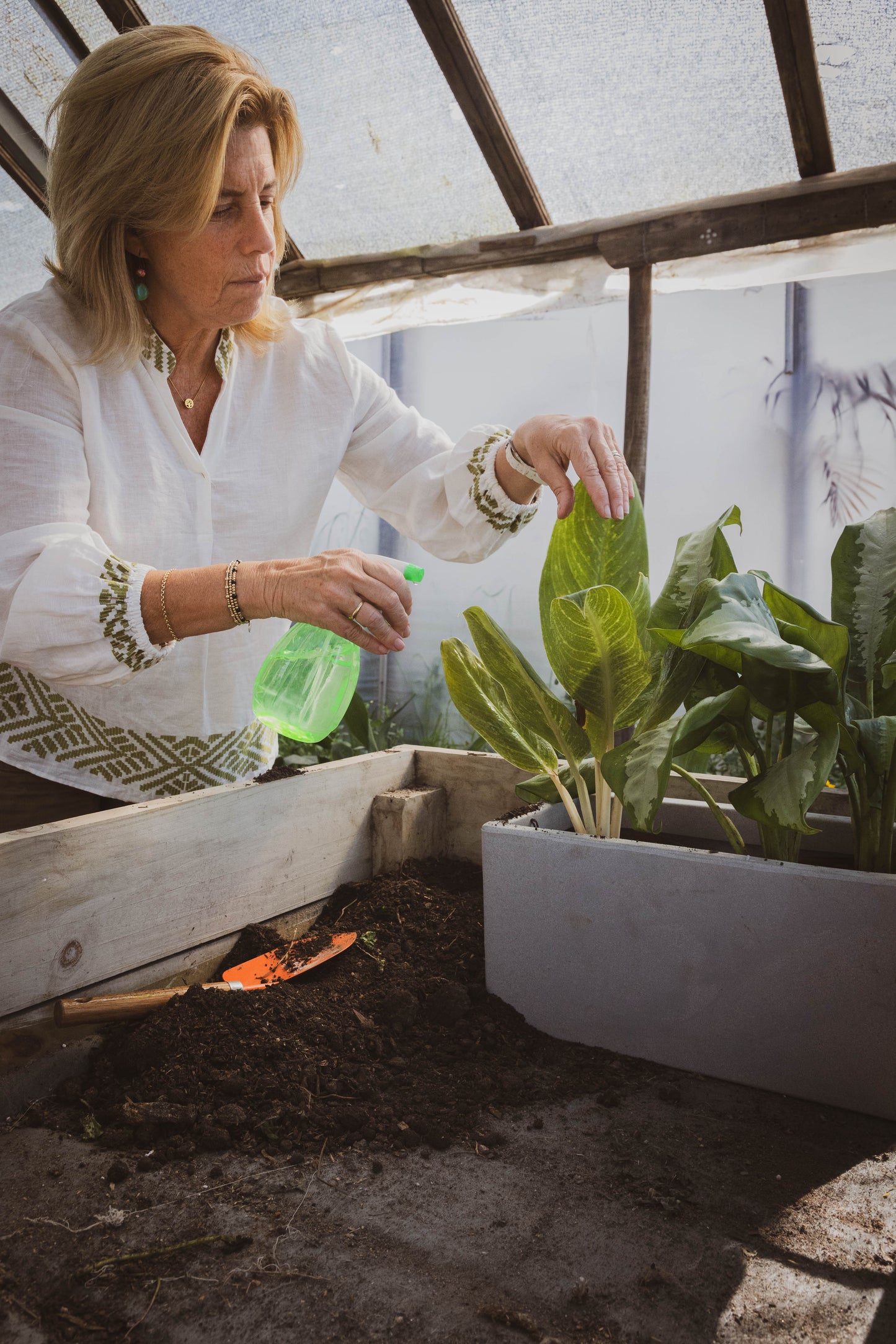 Dieffenbachia Camila Planta De Hojas Exóticas