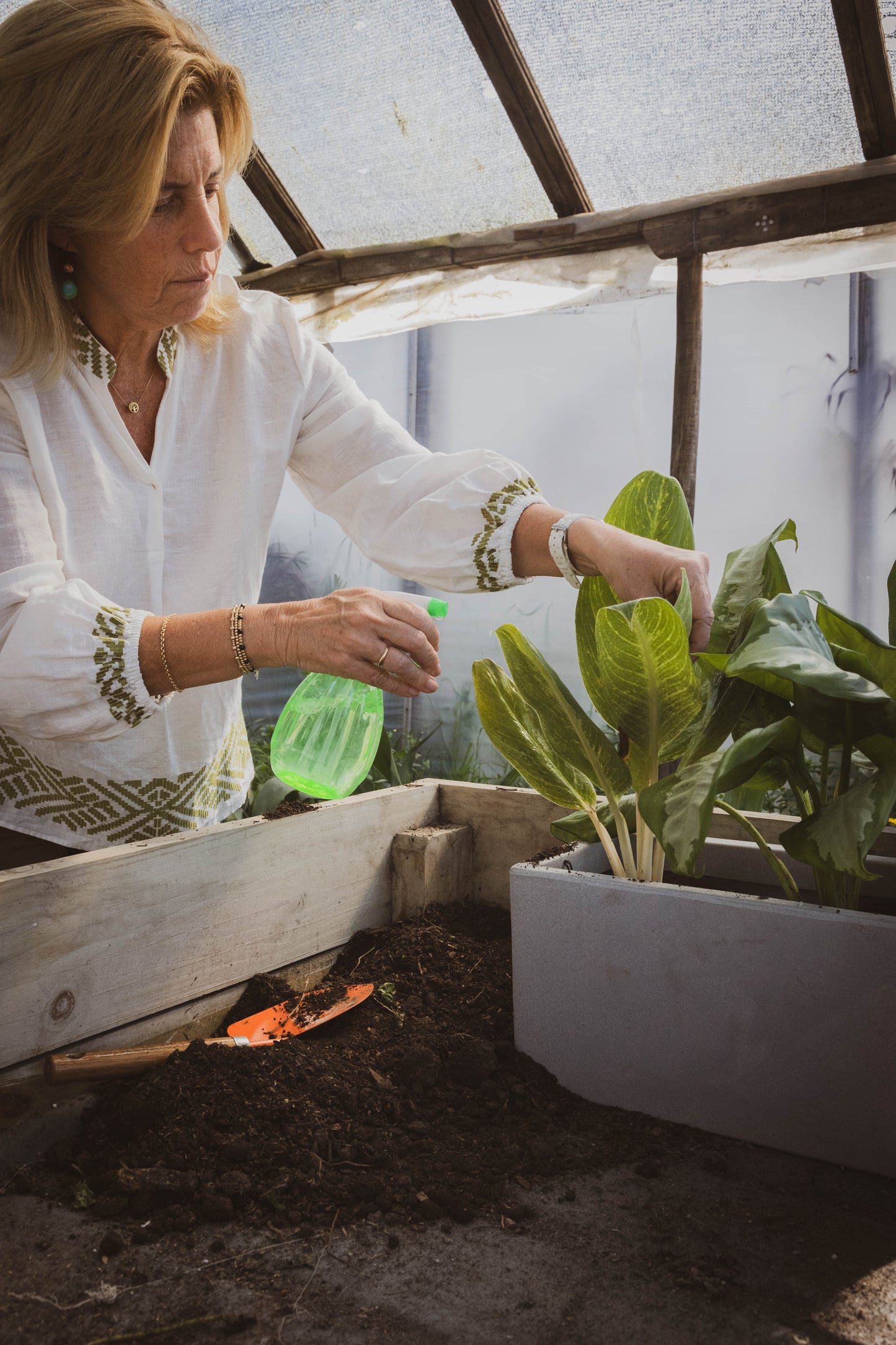 Dieffenbachia Camila Planta De Hojas Exóticas