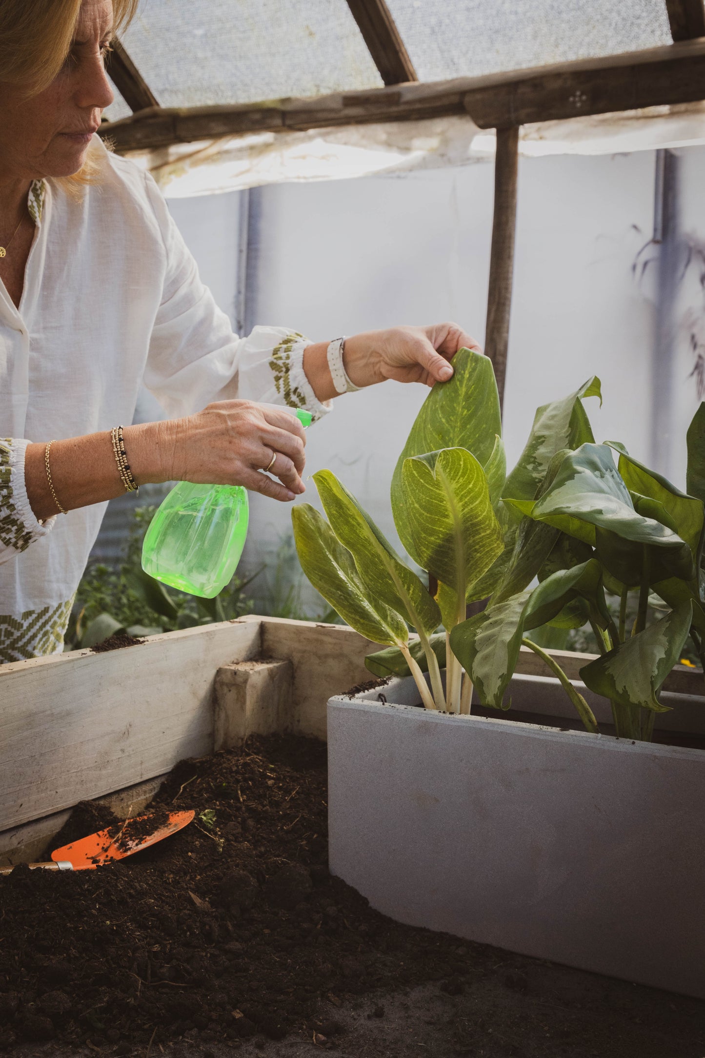 Dieffenbachia Camila Planta De Hojas Exóticas