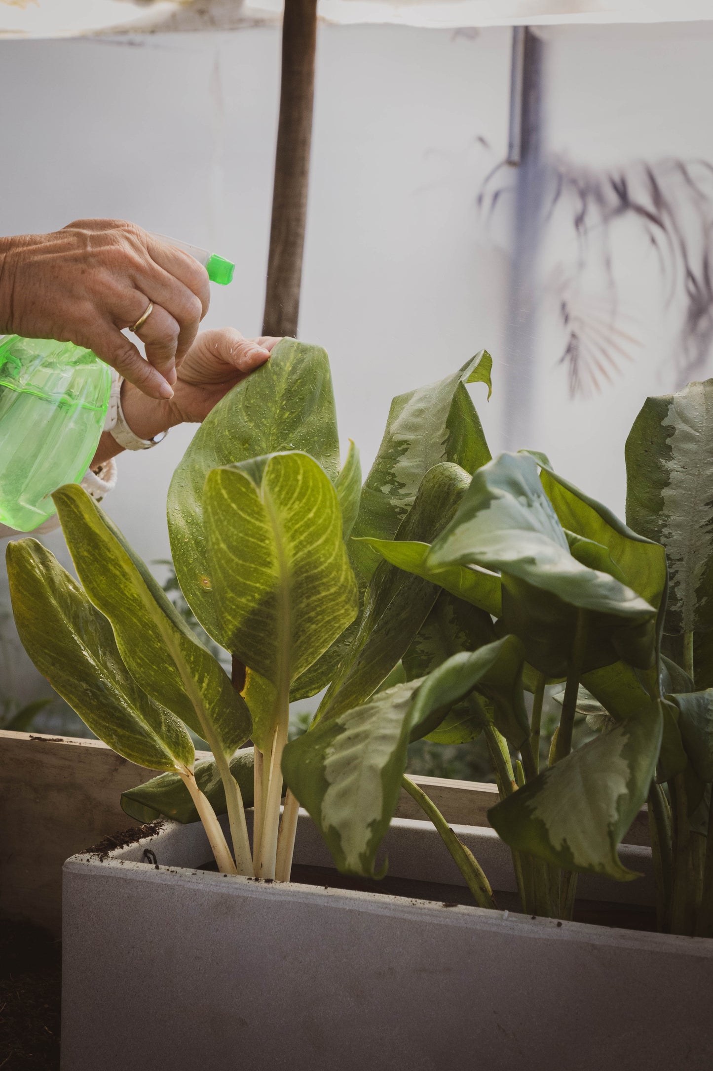 Dieffenbachia Camila Planta De Hojas Exóticas