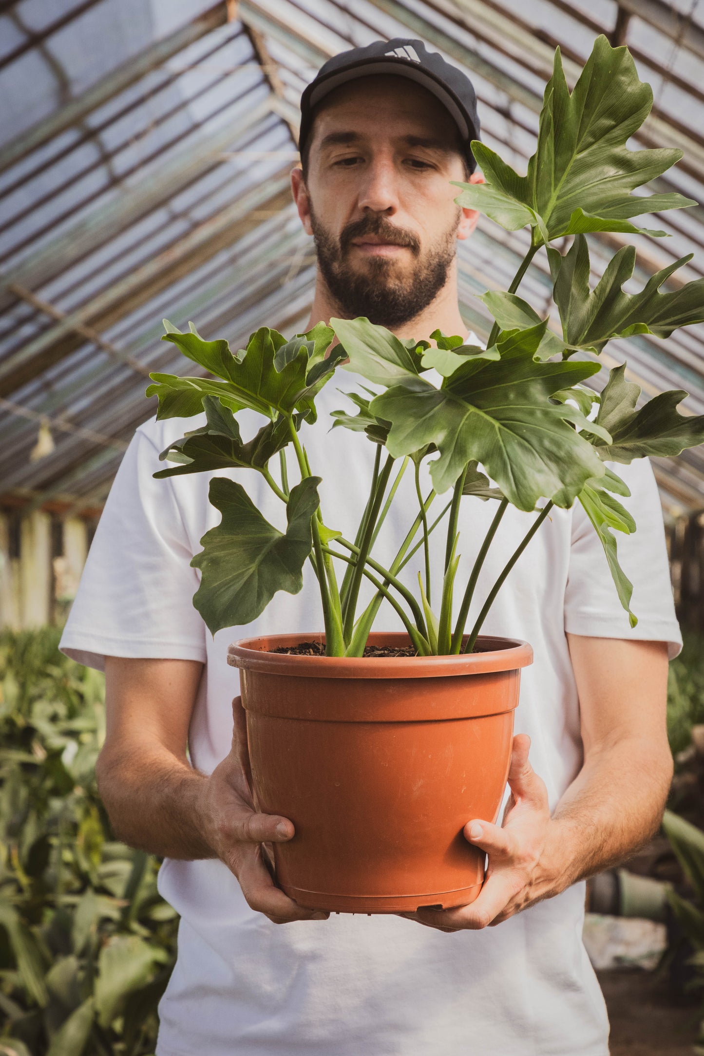 Philodendron Bipinnatifidum Planta Tropical Decorativa