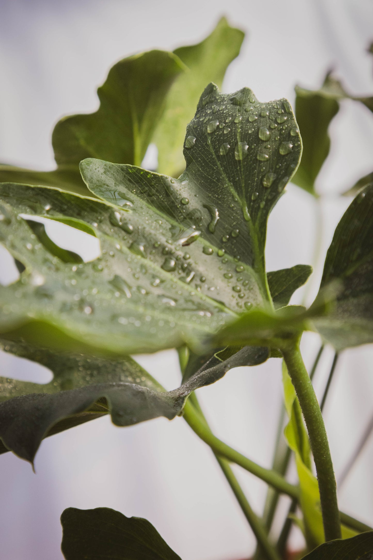 Philodendron Bipinnatifidum Planta Tropical Decorativa