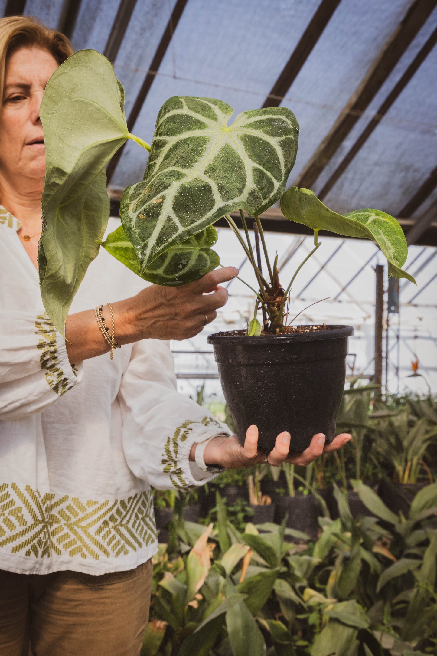 Anthurium CRISTALLYUM - Elegancia en interiores